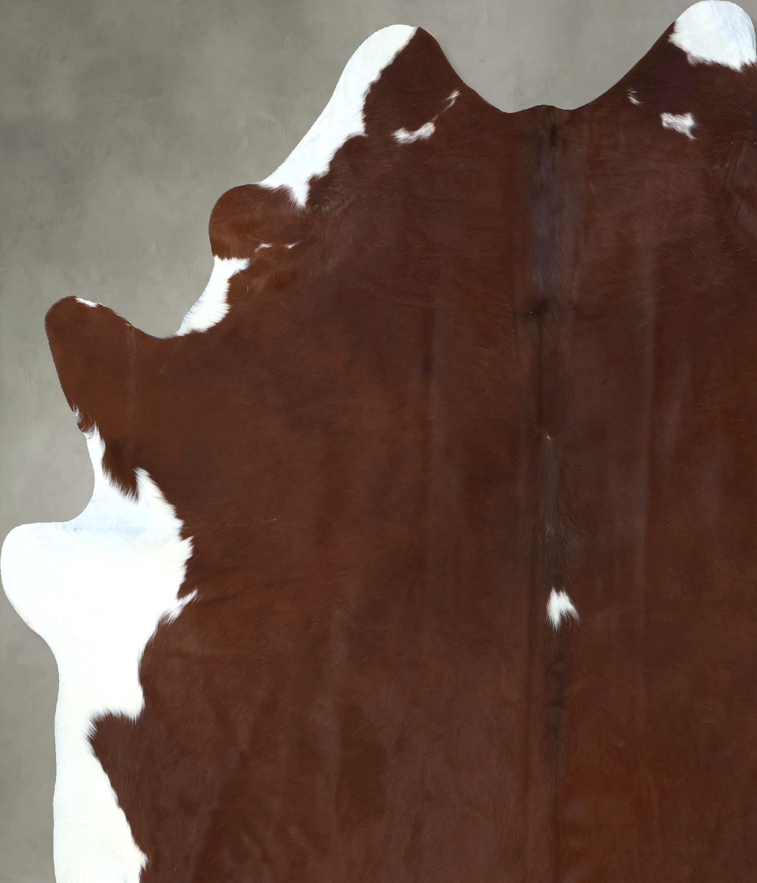 Brown and White Regular XX-Large Brazilian Cowhide Rug 8'7"H x 7'0"W #