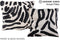 Zebra 16