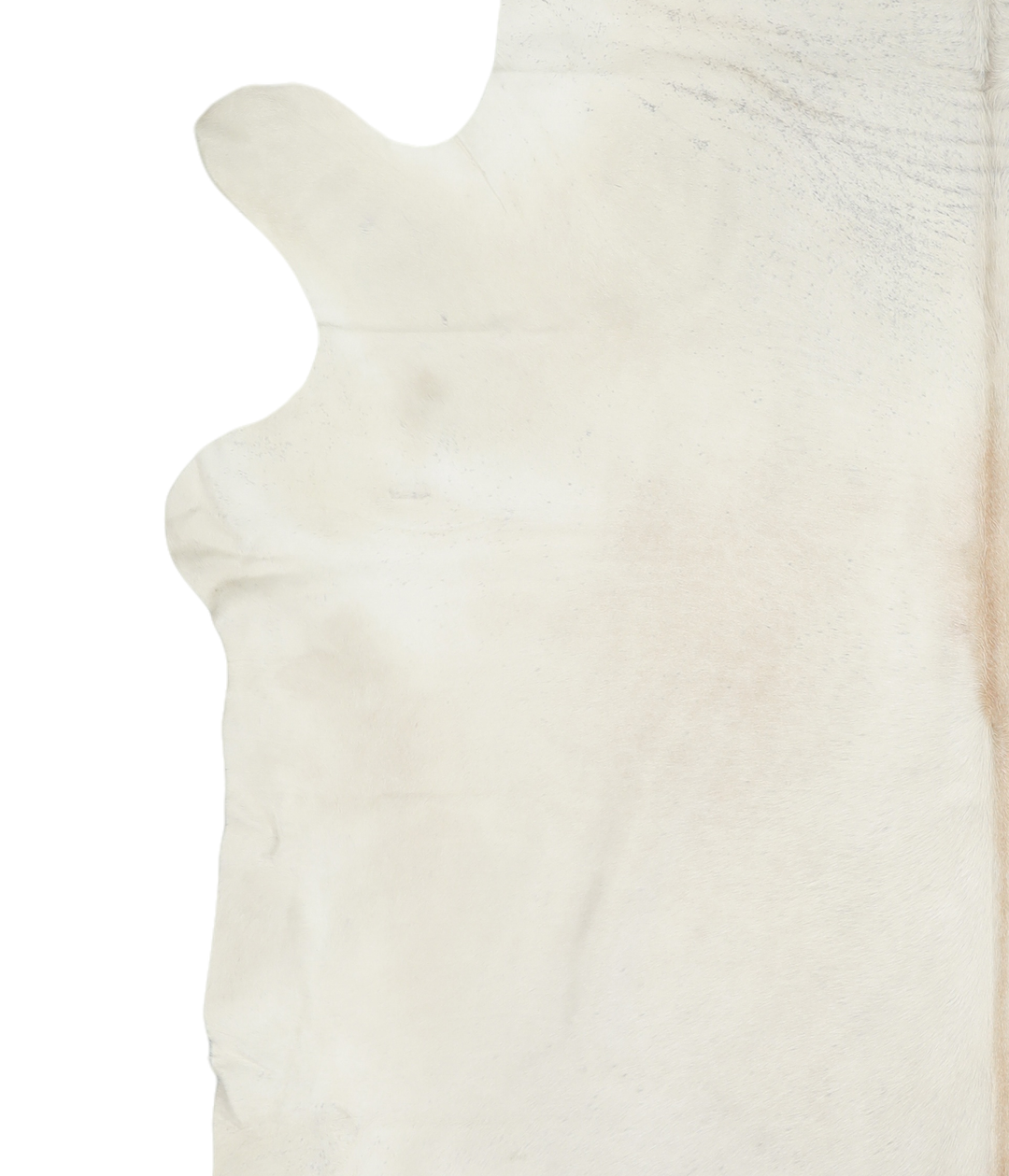 Ivory with Beige XX-Large Brazilian Cowhide Rug 7'11"H x 7'10"W #A1899