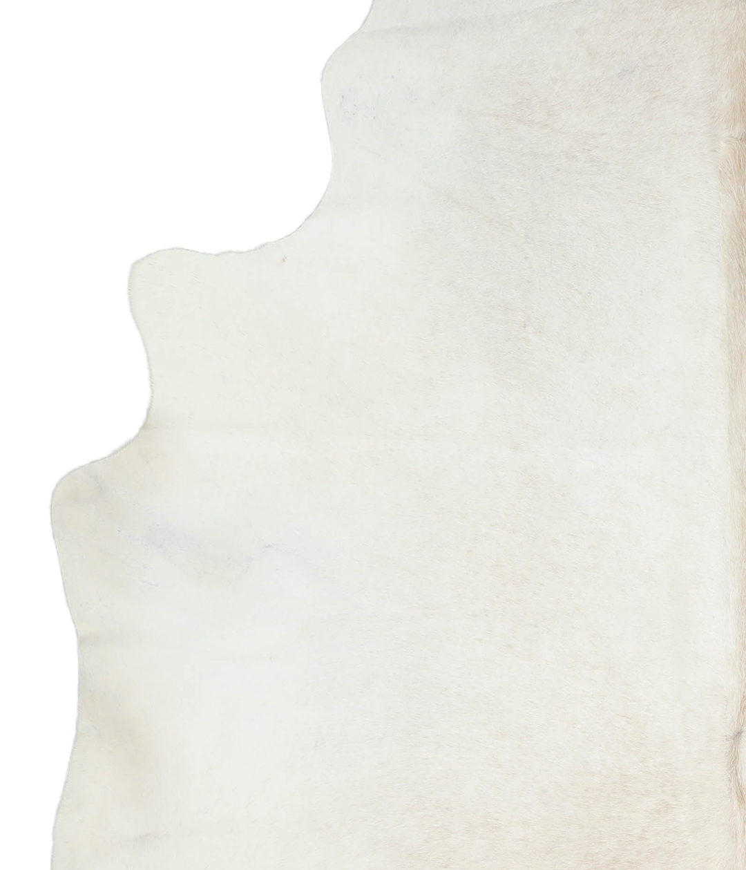 Ivory with Beige XX-Large Brazilian Cowhide Rug 8'0"H x 6'5"W #A20149 