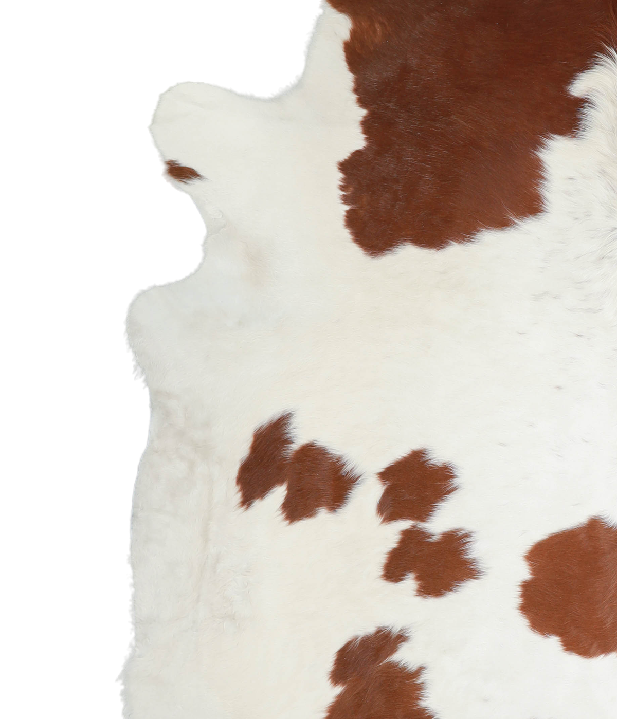 Brown and White XX-Large Brazilian Cowhide Rug 8'3"H x 7'5"W #A20829 by Hudson Hides