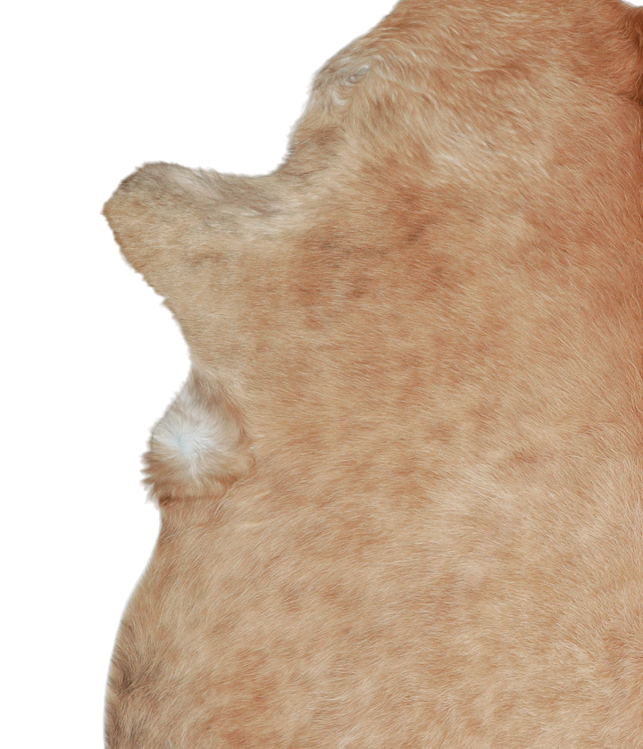 Beige XX-Large Brazilian Cowhide Rug 7'10"H x 6'8"W #A20926 by Hudson Hides
