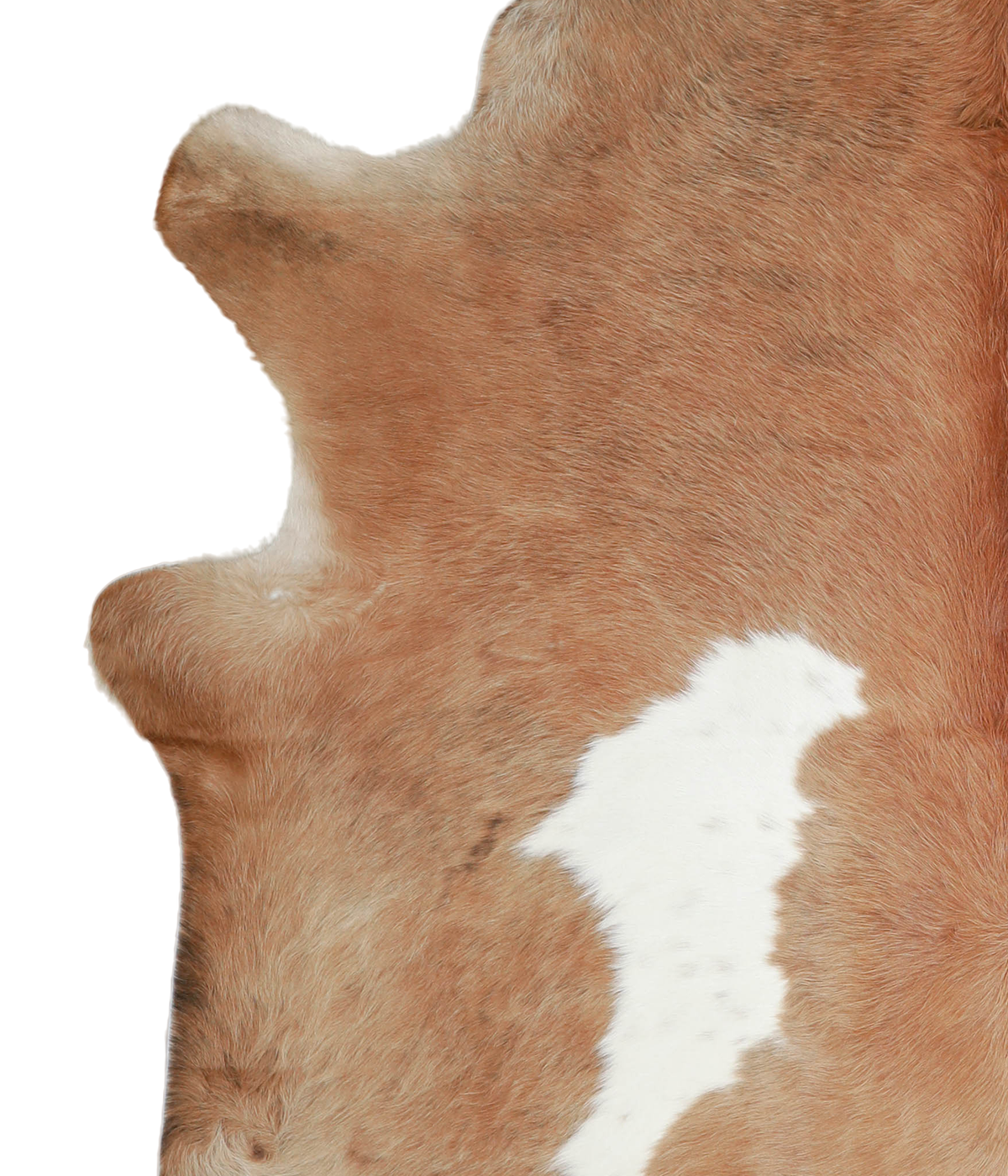 Brown and White XX-Large Brazilian Cowhide Rug 8'1"H x 7'1"W #A21076 by Hudson Hides
