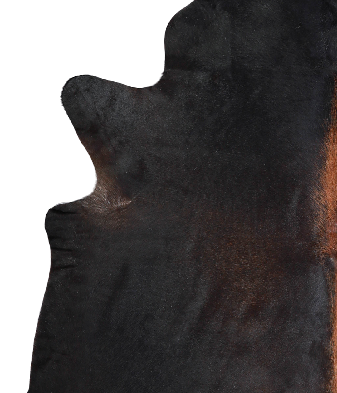 Chocolate XX-Large Brazilian Cowhide Rug 7'5"H x 6'10"W #A21167 by Hud
