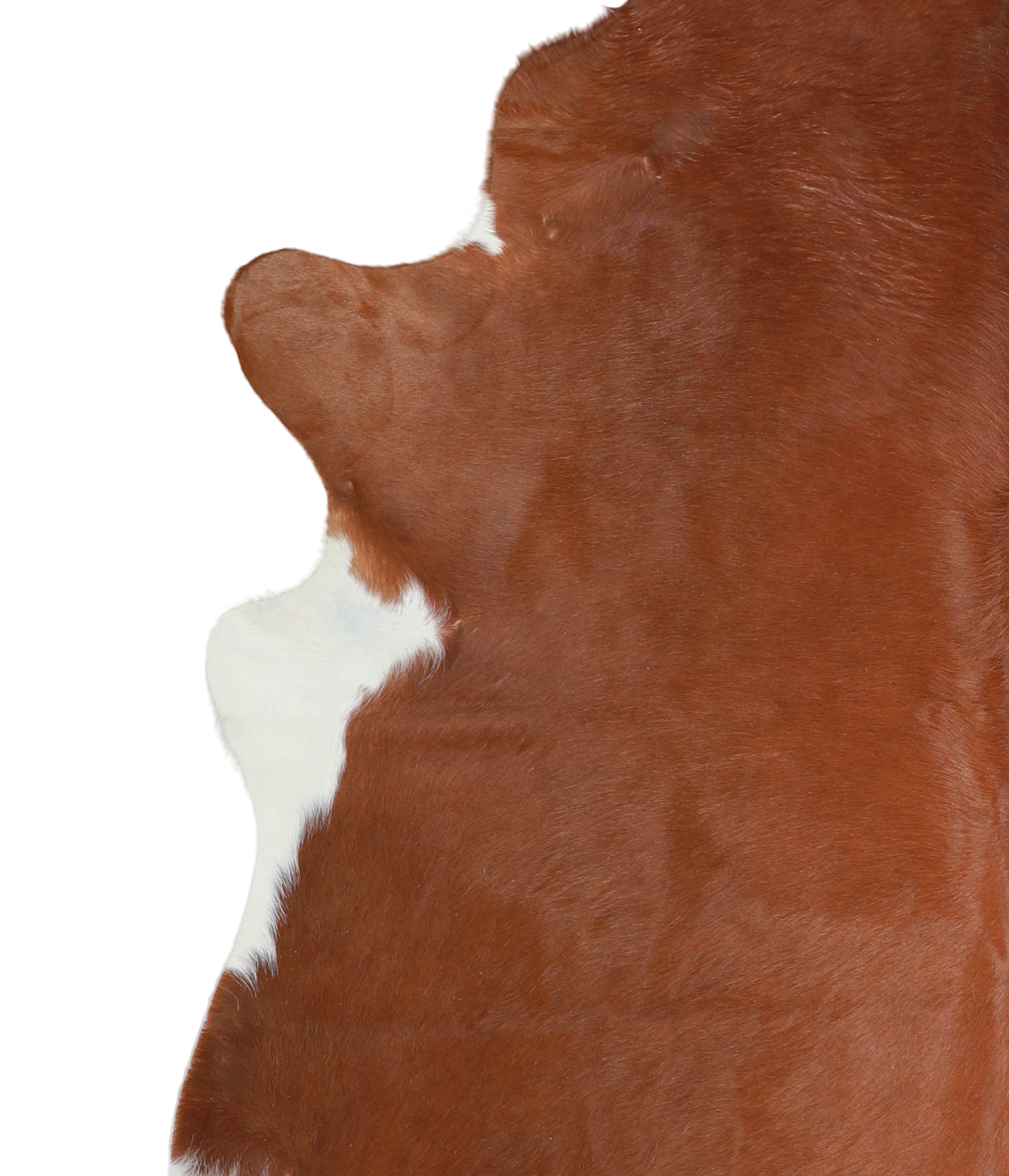 Brown and White Regular Cowhide Rug #A21236