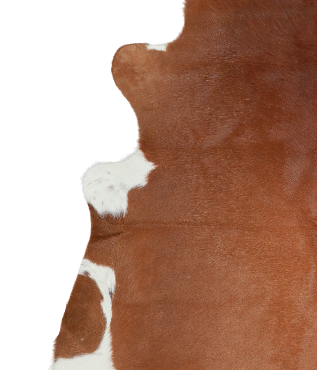 Brown and White Regular X-Large Brazilian Cowhide Rug 7'0"H x 6'9"W #A21241 by Hudson Hides