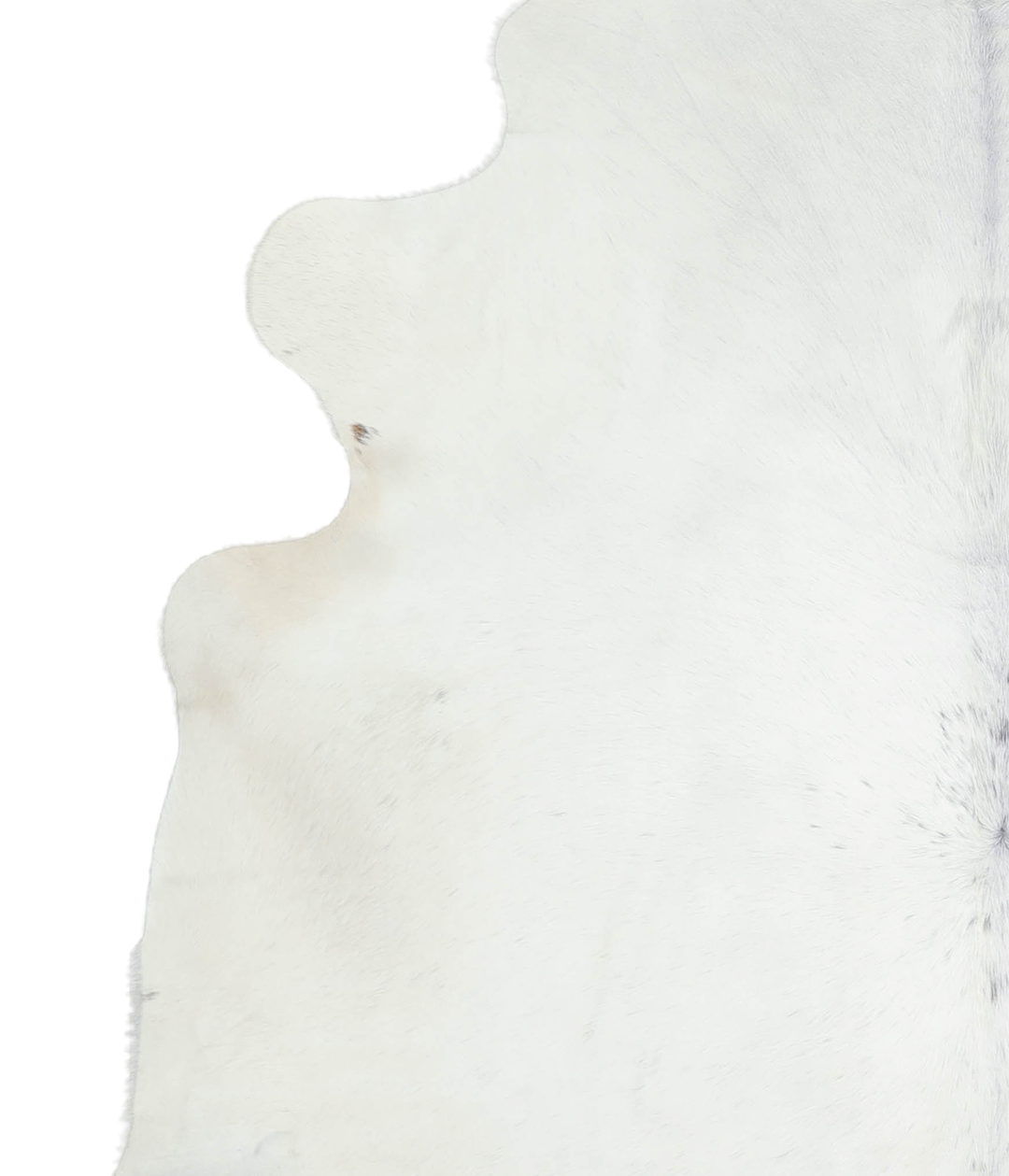 Brown and White Regular XX-Large Brazilian Cowhide Rug 7'3"H x 7'1"W #