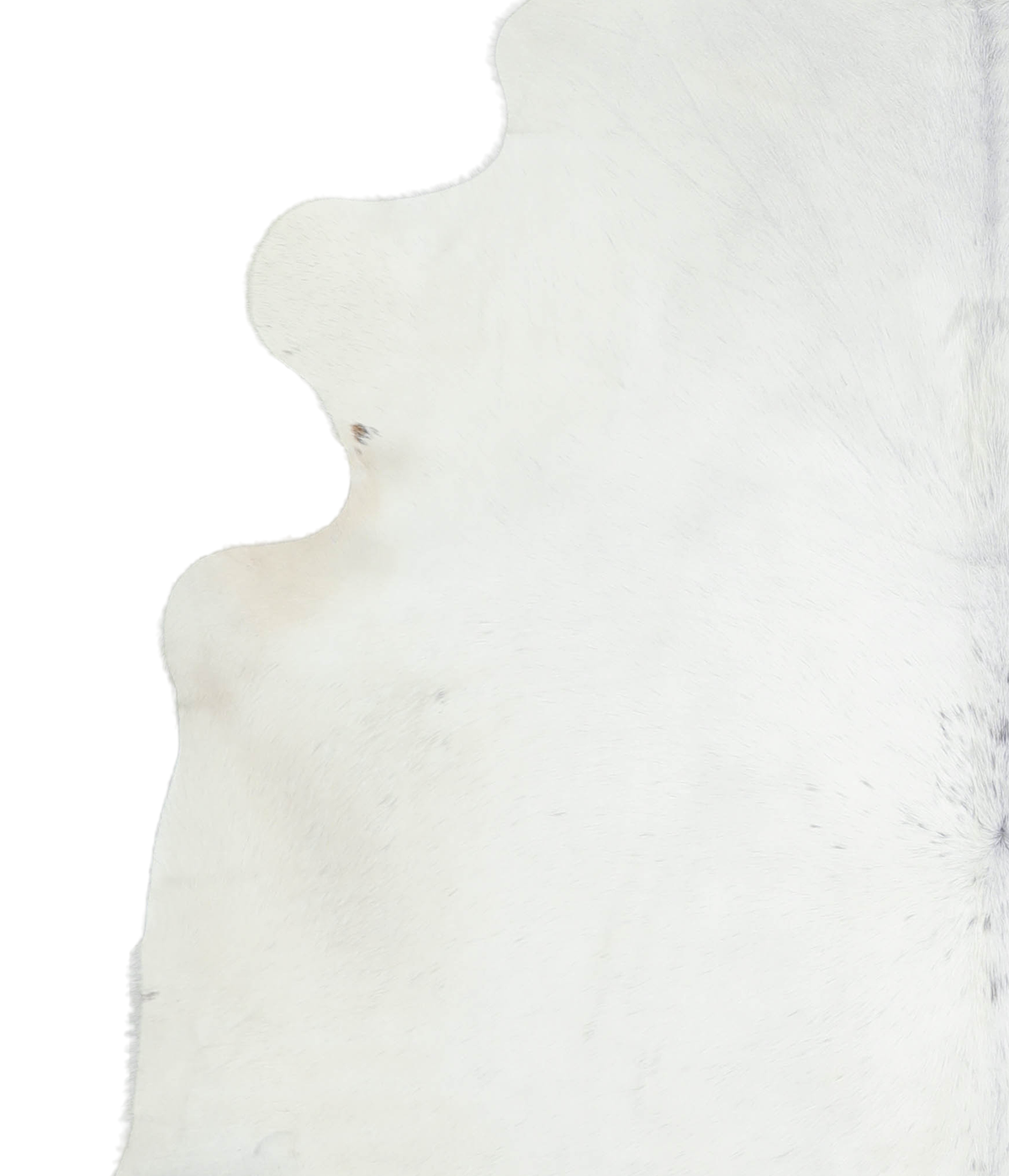 Brown and White Regular XX-Large Brazilian Cowhide Rug 7'3"H x 7'1"W #A21346 by Hudson Hides