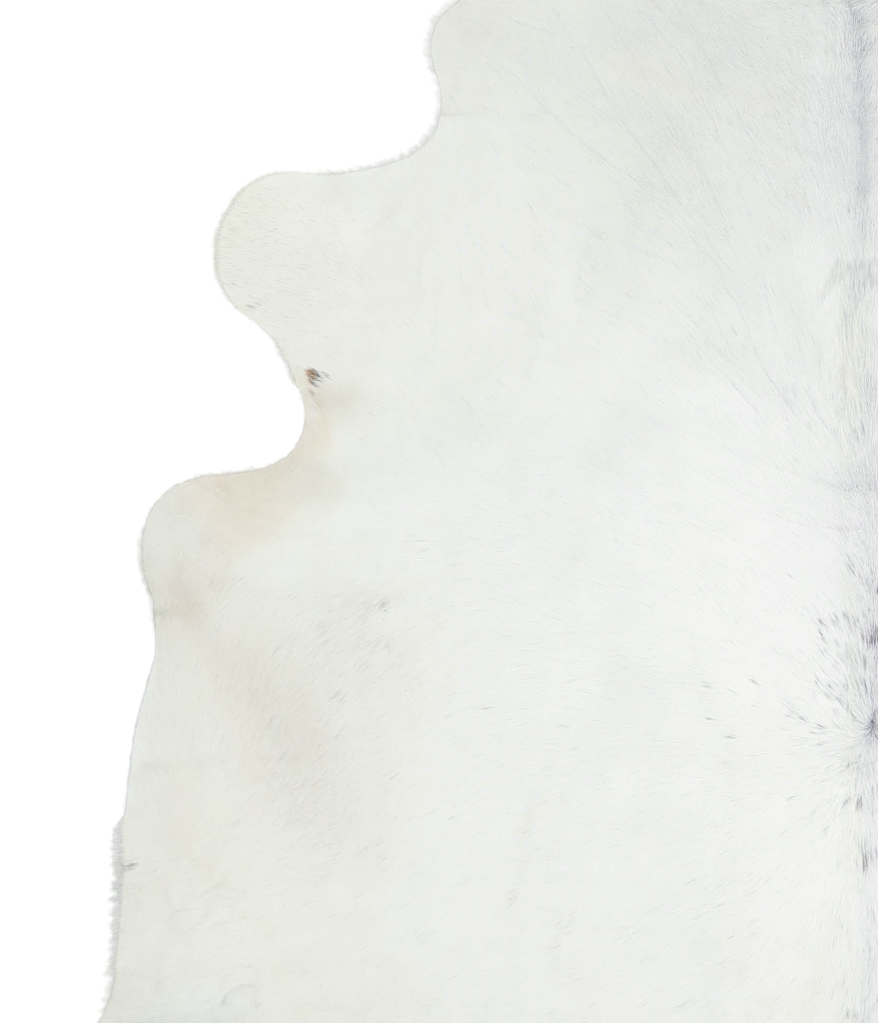 Brown and White Regular Cowhide Rug #A21346