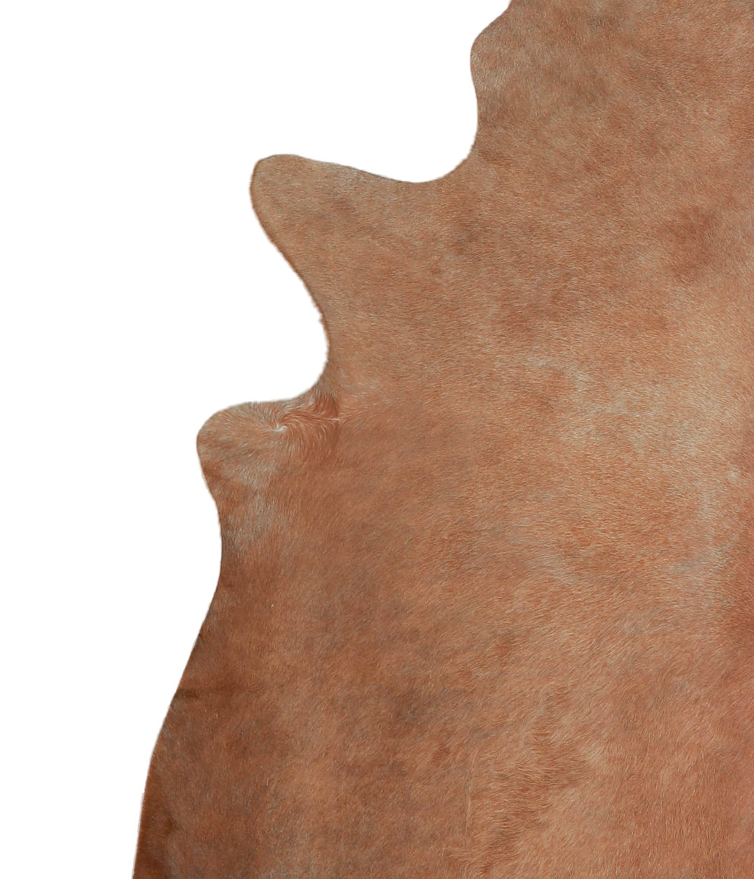 Solid Brown X-Large Brazilian Cowhide Rug 7'5"H x 6'6"W #A21561 by Hud