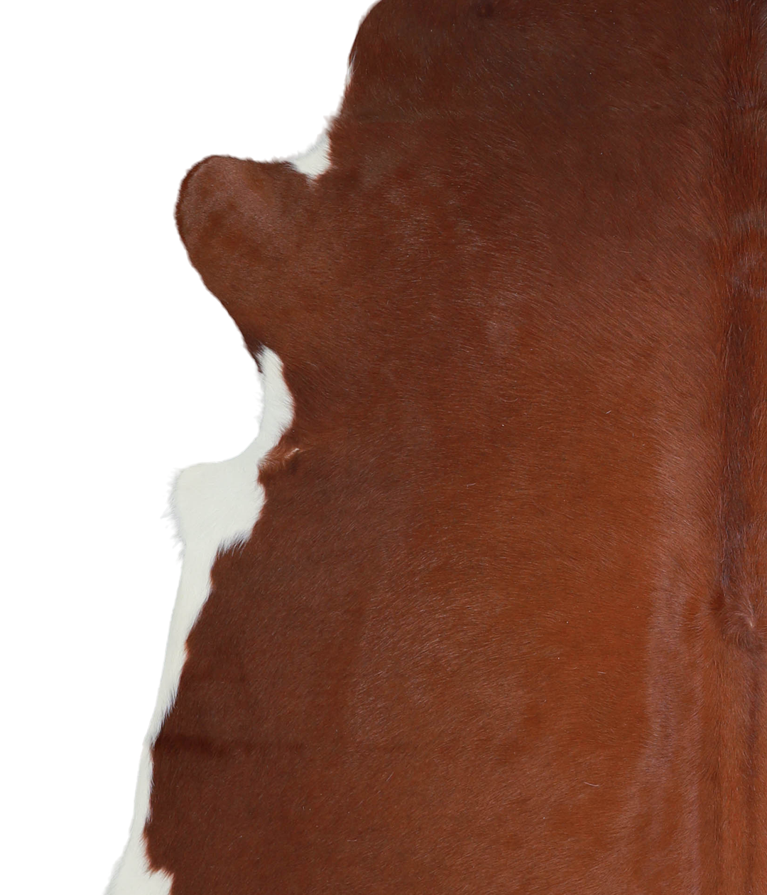 Brown and White Regular XX-Large Brazilian Cowhide Rug 7'6"H x 6'8"W #