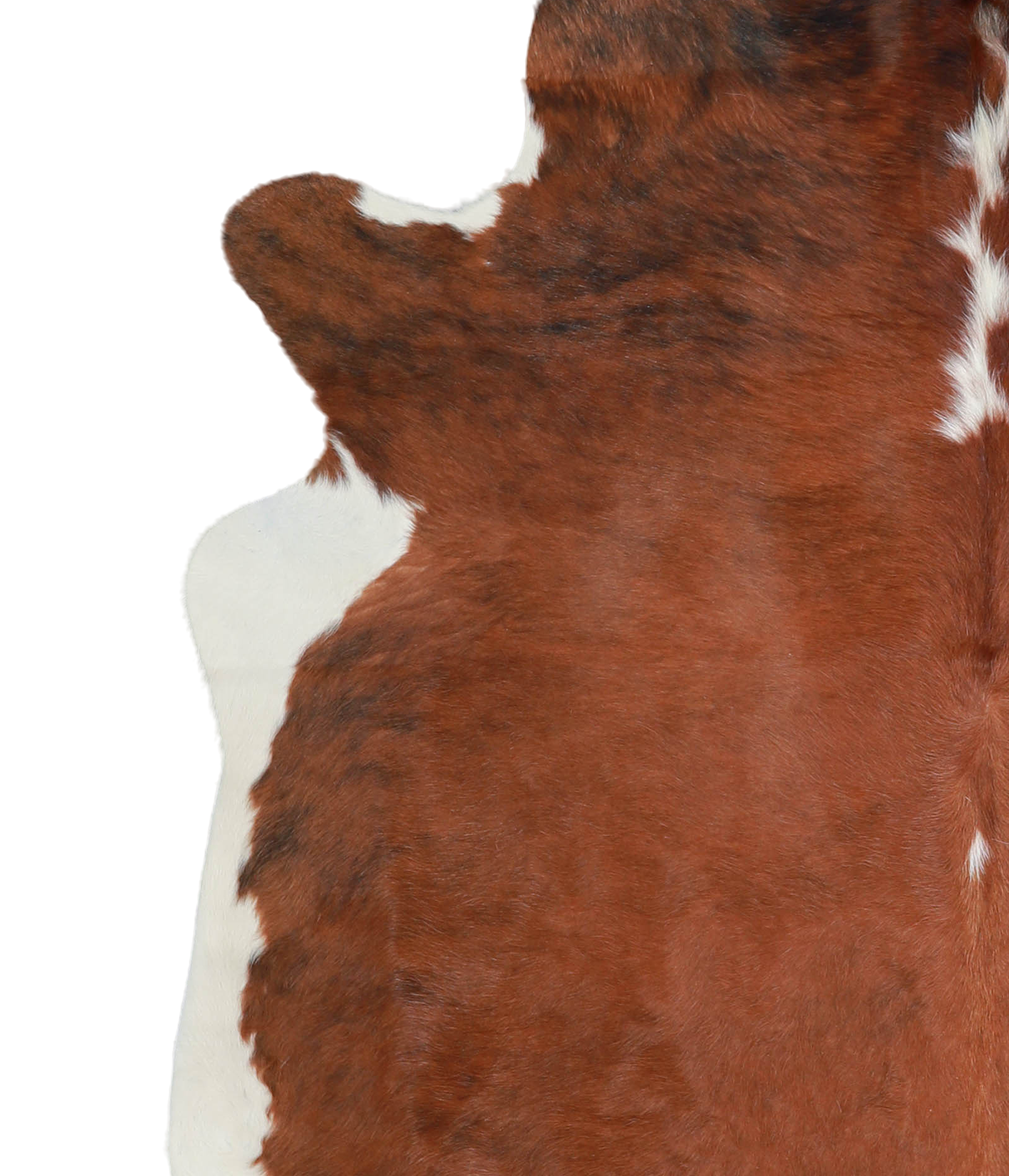 Brown and White Regular Cowhide Rug #A21705