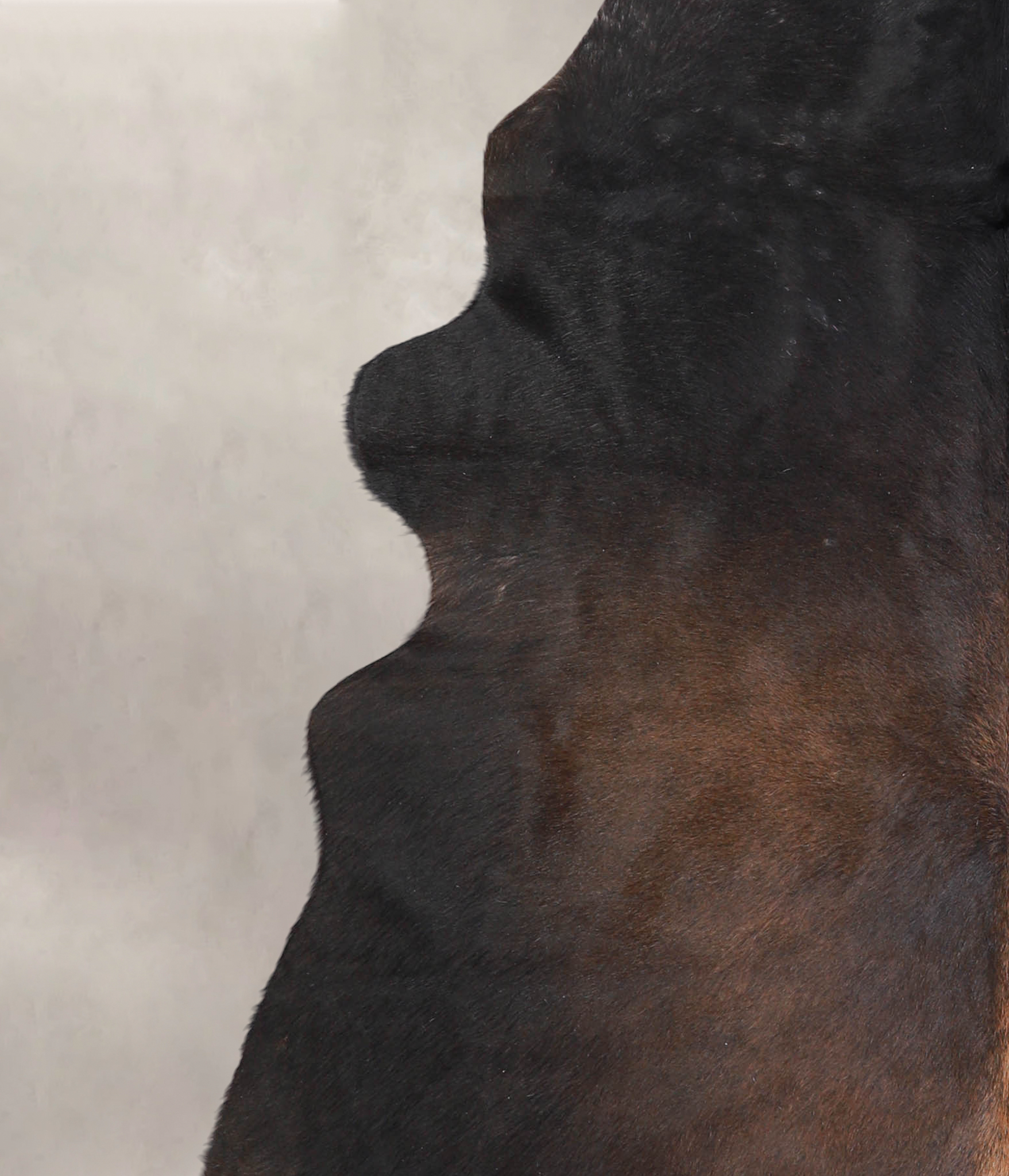 Chocolate Cowhide Rug #A23653