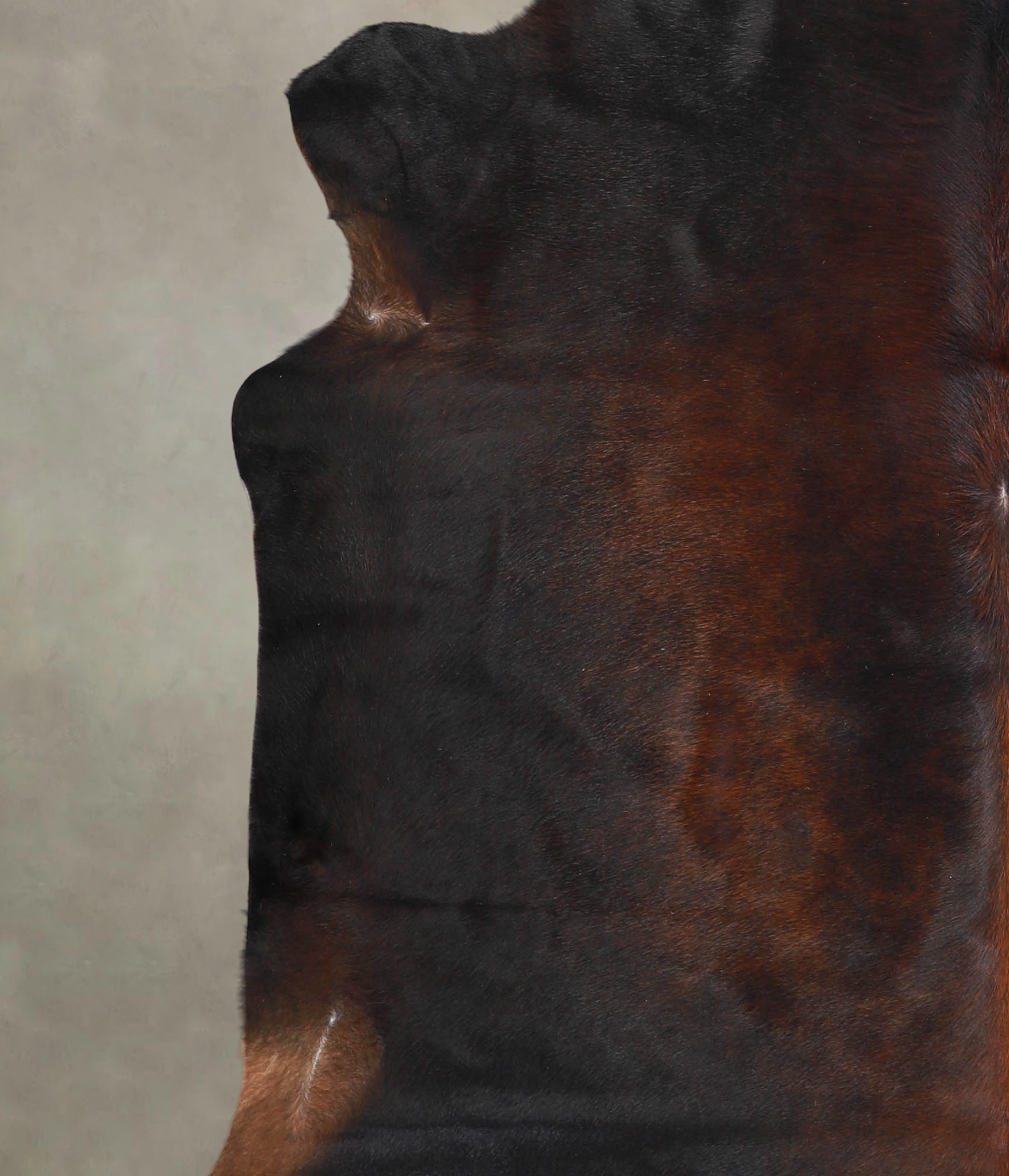 Chocolate Cowhide Rug #A23829