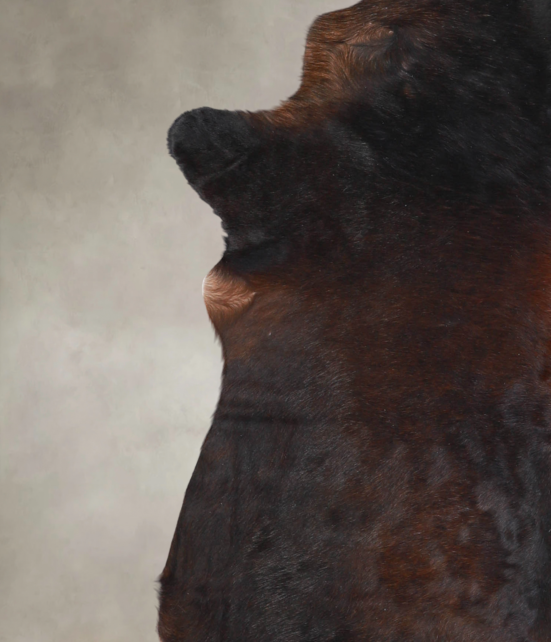 Chocolate Cowhide Rug #A23995