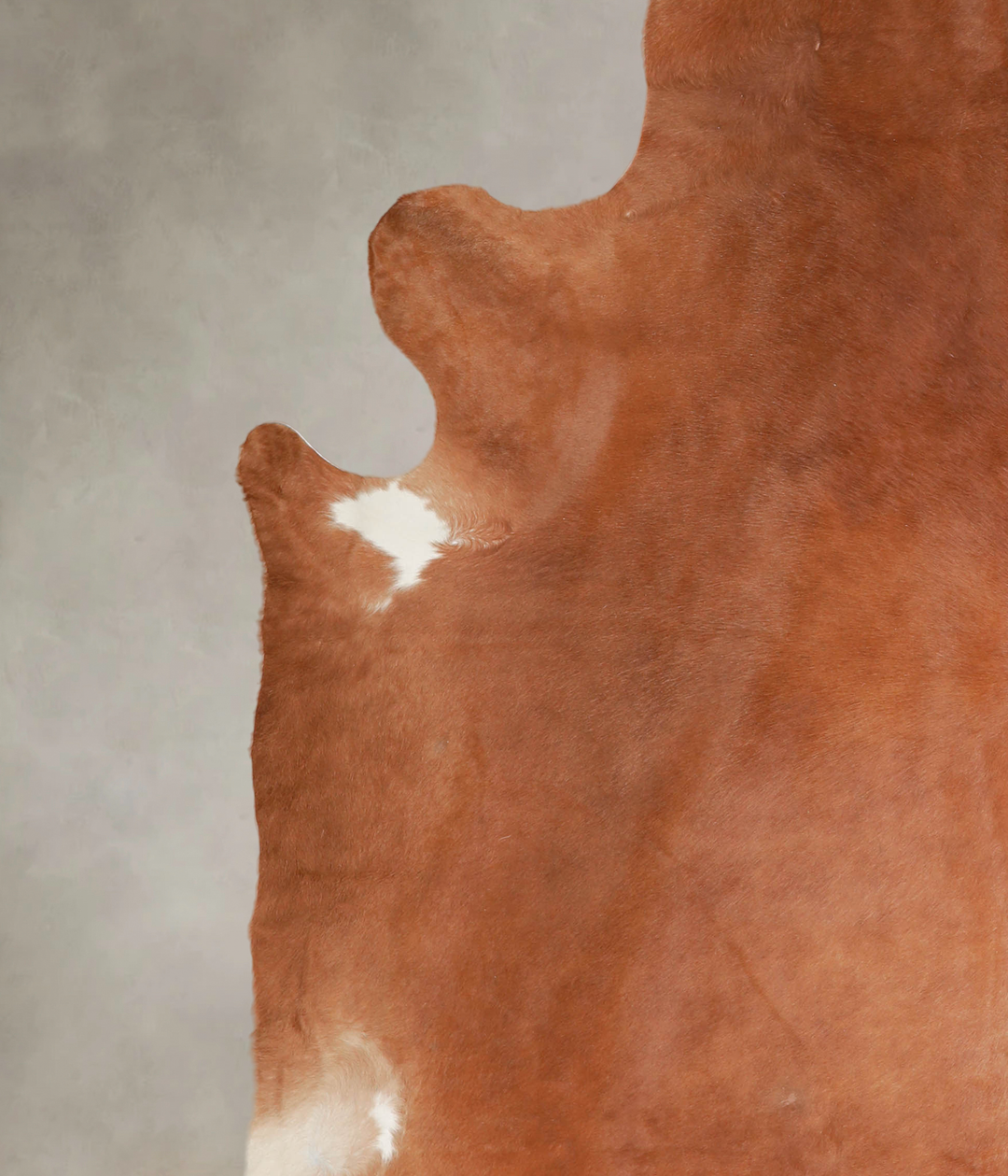 Solid Brown XX-Large Brazilian Cowhide Rug 7'10"H x 7'11"W #A26089 by 