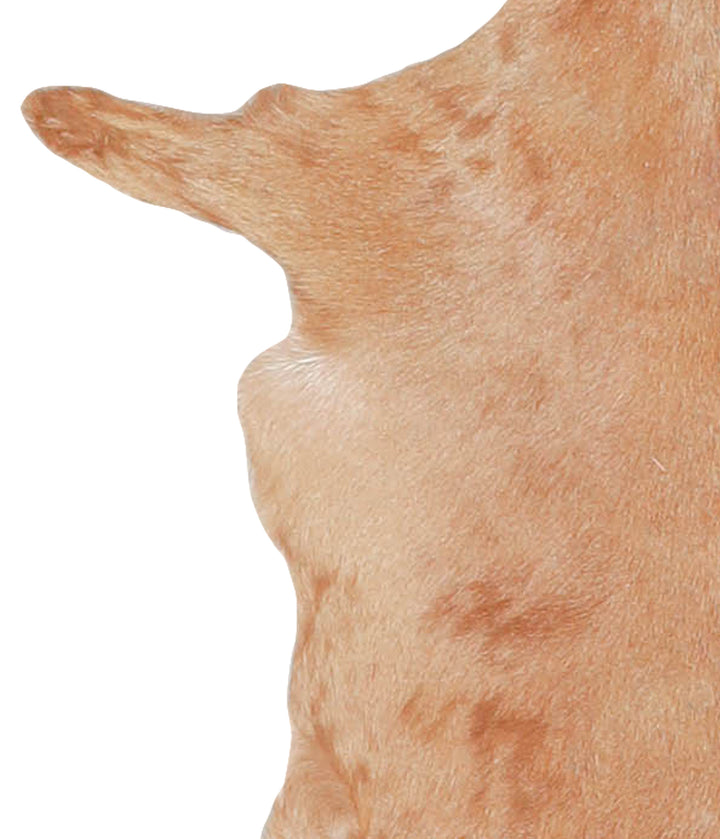 Goatskin Approx 2'3 #A27796 by Hudson Hides