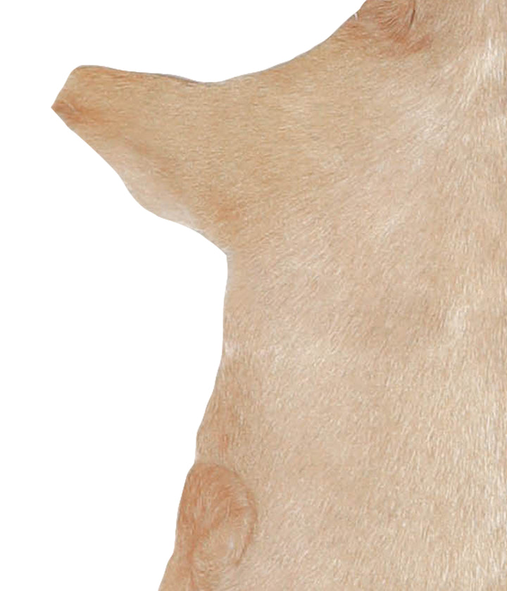 Goatskin Approx 2'3 #A28170 by Hudson Hides