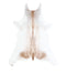 Calfhide Approx 2'x3' #A42618 by Hudson Hides
