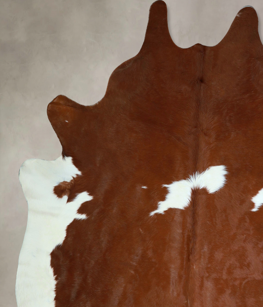Brown and White XX-Large Brazilian Cowhide Rug 7'7"H x 7'0"W #A42851 b