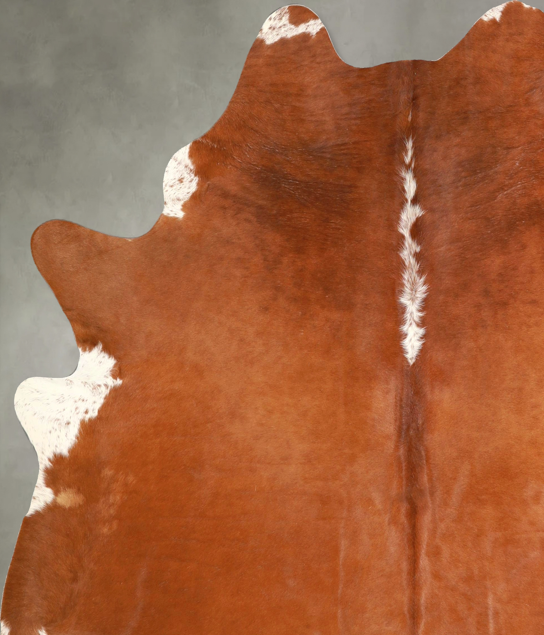 Brown and White Regular Cowhide Rug #A49439