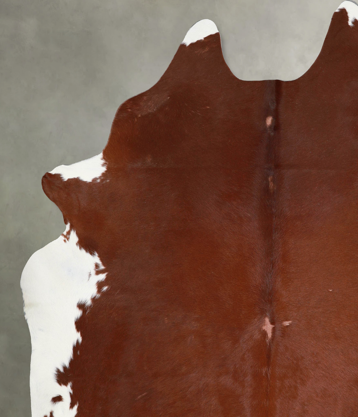 Brown and White Regular XX-Large Brazilian Cowhide Rug 8'1"H x 6'10"W #A53233 by Hudson Hides