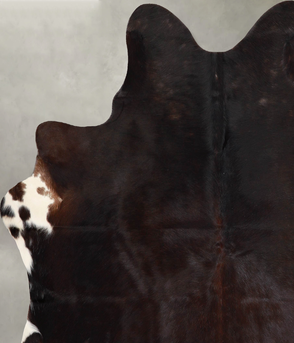 Chocolate Large Brazilian Cowhide Rug 6'7"H x 5'7"W #A55690 by Hudson Hides