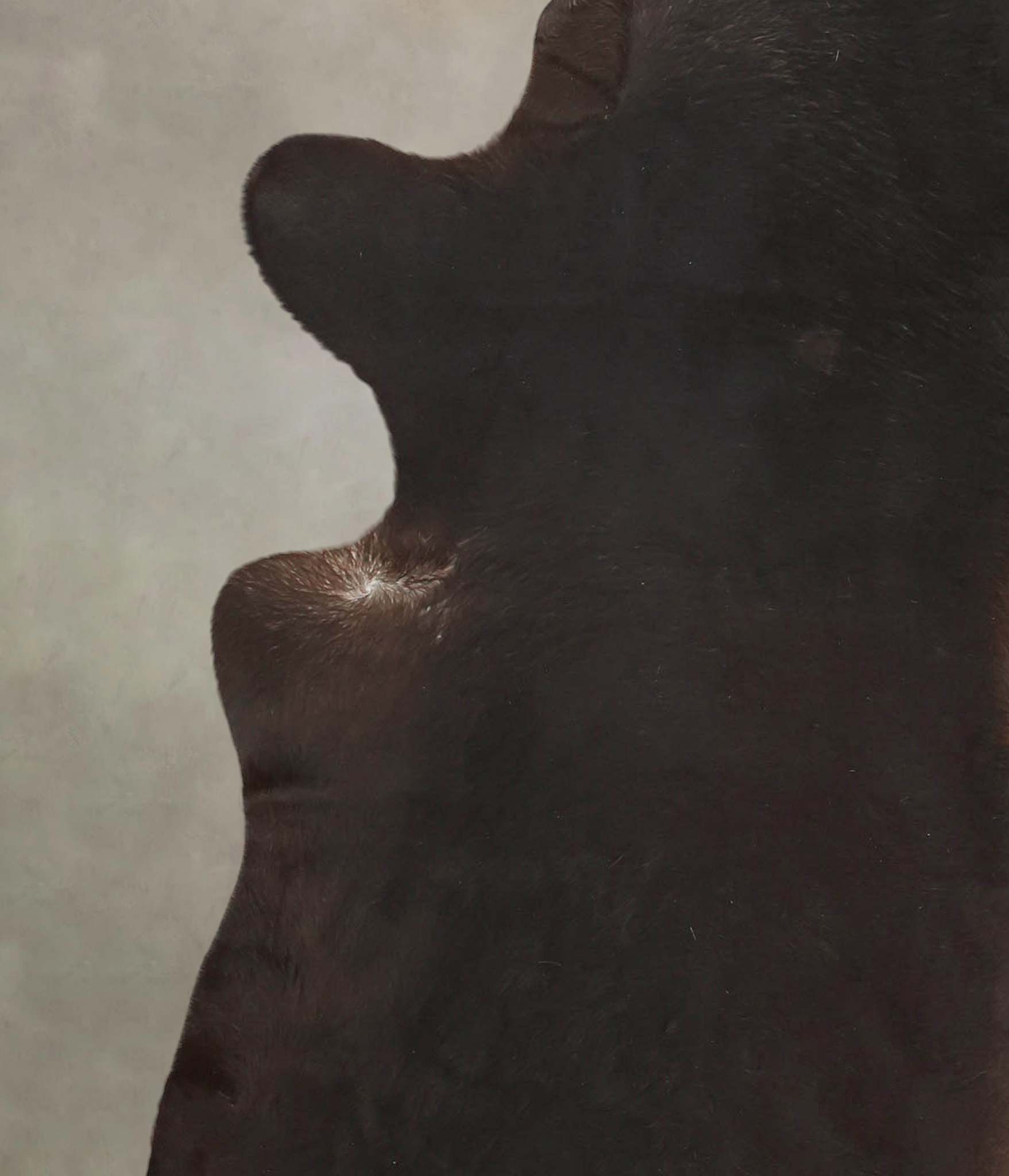 Chocolate Cowhide Rug #B1188