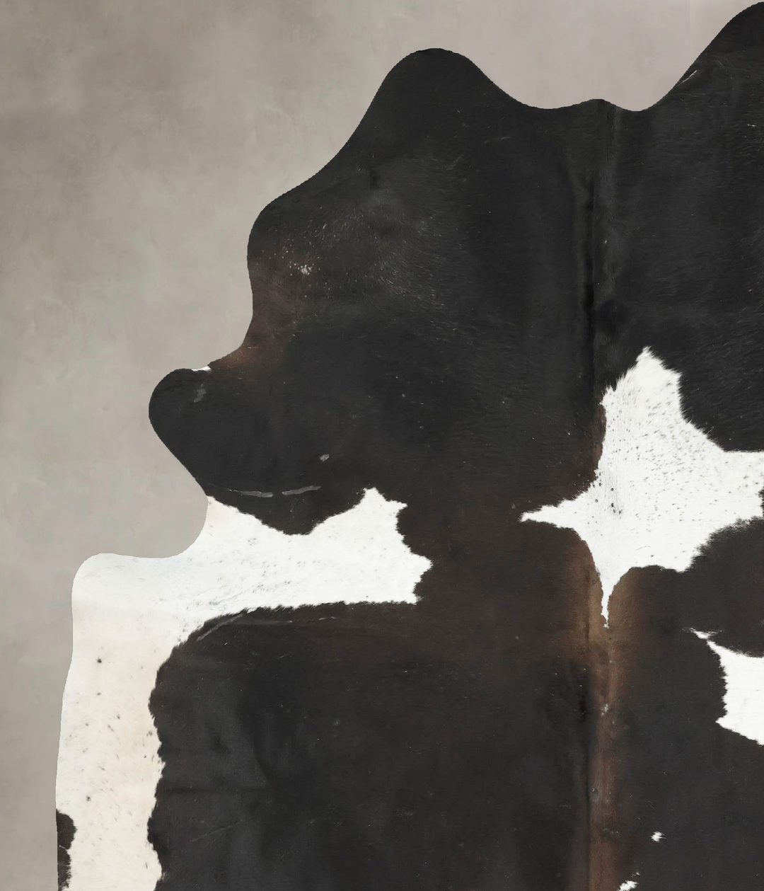 Chocolate and White XX-Large Brazilian Cowhide Rug 8'1"H x 6'4"W #B154