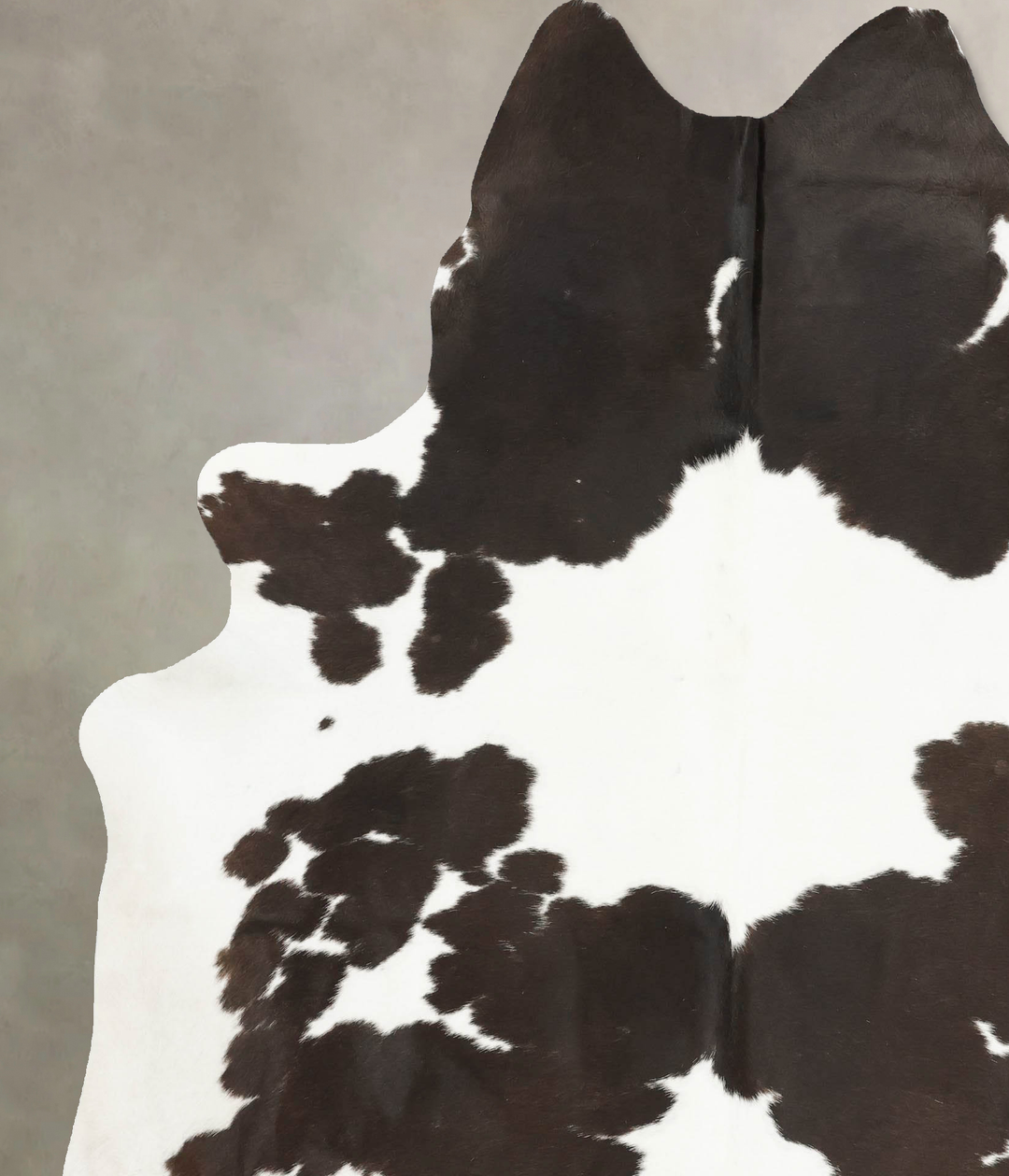 Chocolate and White XX-Large Brazilian Cowhide Rug 8'2"H x 6'6"W #B159