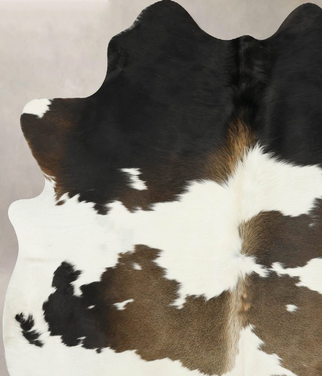 Chocolate and White Large Brazilian Cowhide Rug 6'11"H x 5'6"W #B16322