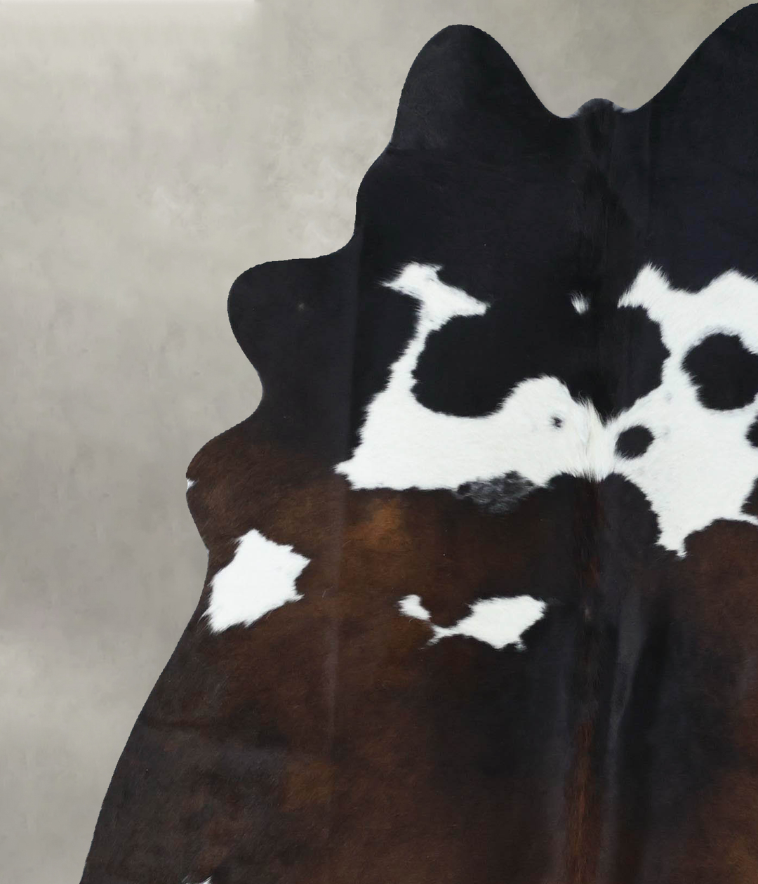 Chocolate and White Large Brazilian Cowhide Rug 6'8"H x 5'6"W #B18527 