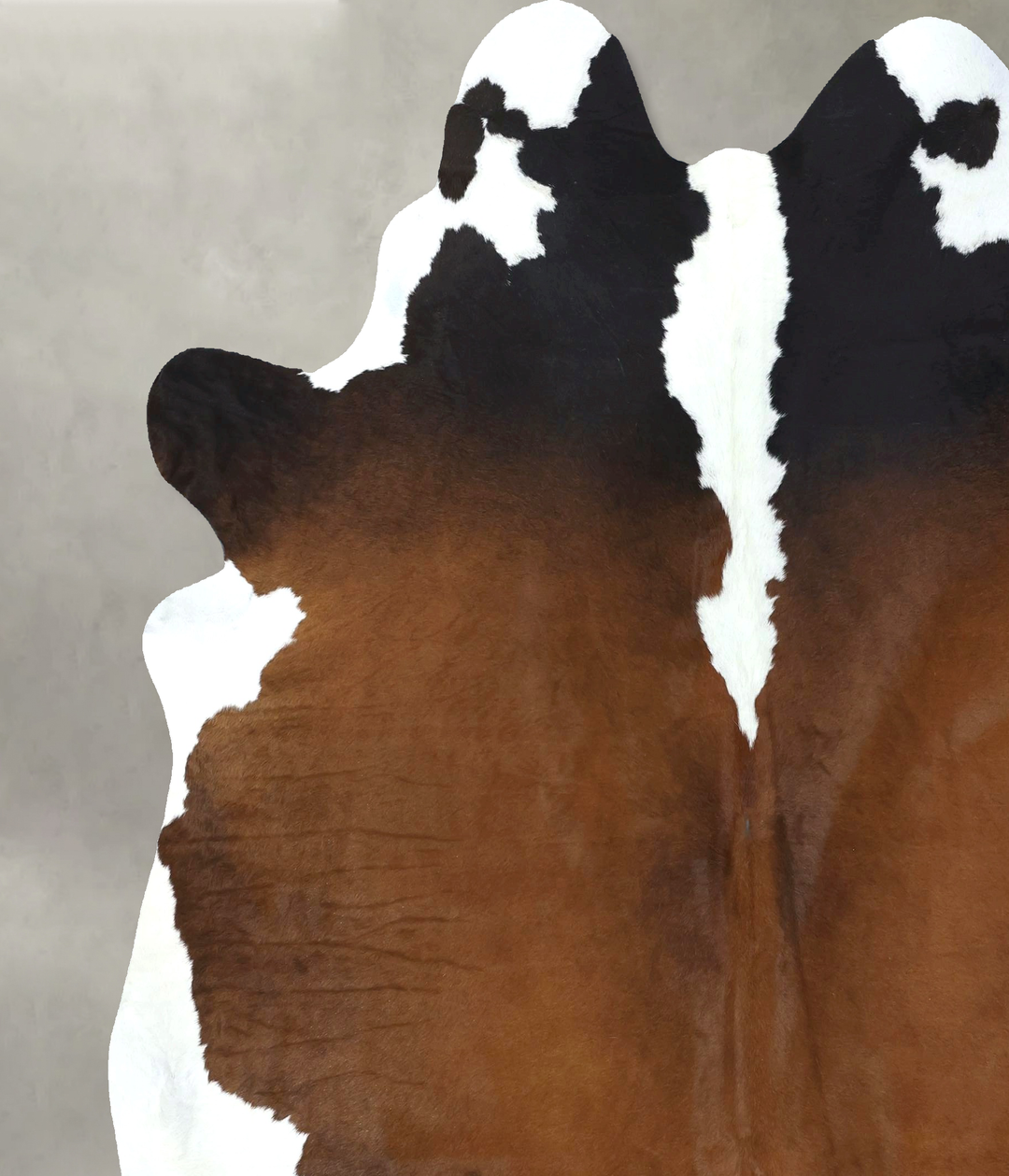 Chocolate and White XX-Large Brazilian Cowhide Rug 8'2"H x 7'2"W #B189