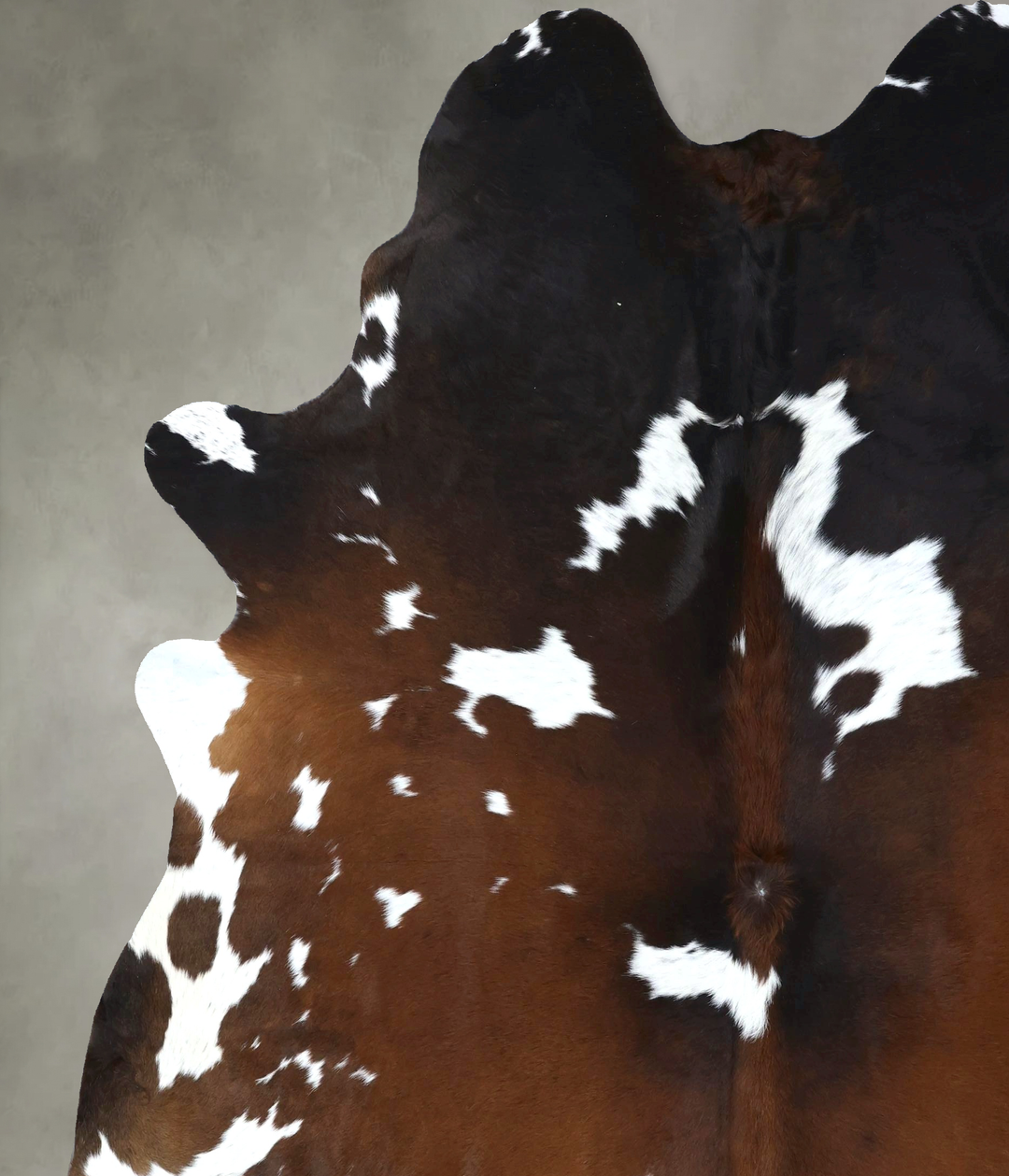 Chocolate and White XX-Large Brazilian Cowhide Rug 8'10"H x 7'4"W #B19