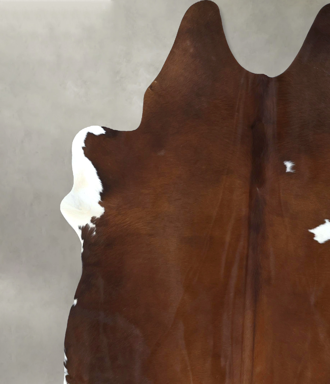 Chocolate and White XX-Large Brazilian Cowhide Rug 8'3"H x 7'3"W #B199