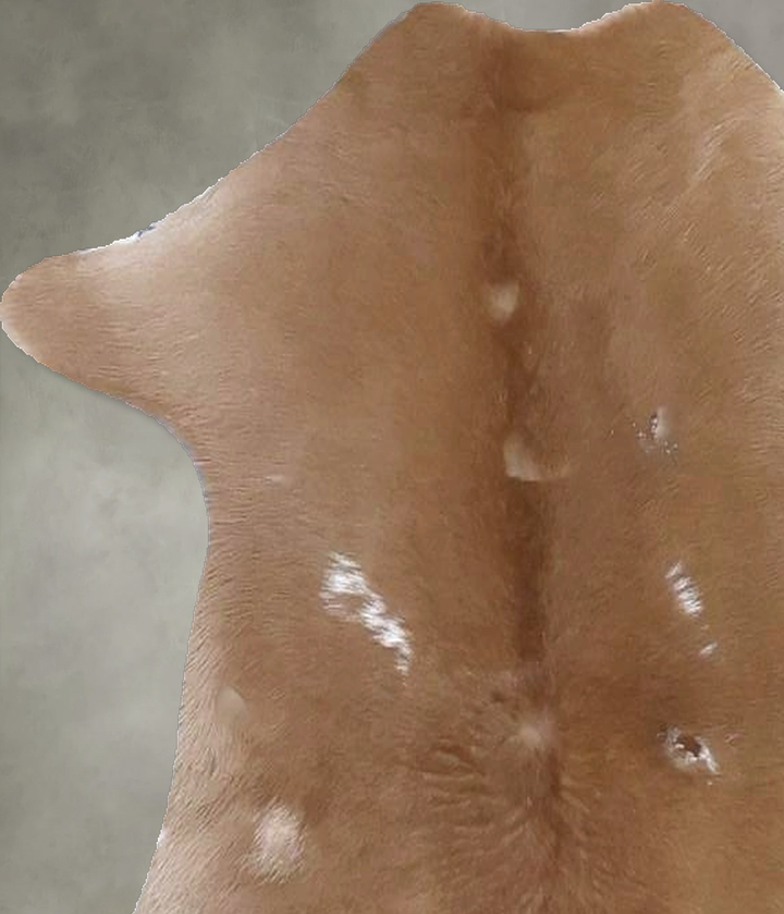 Calfhide Approx 2'x3' #B21370 by Hudson Hides