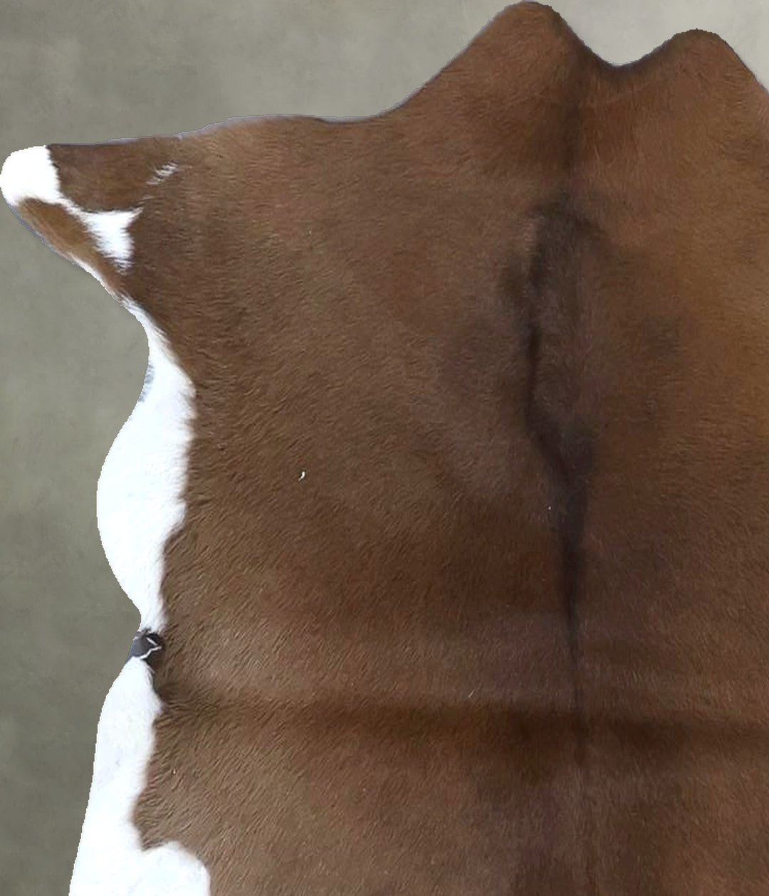 Calfhide Approx 2'x3' #B21419 by Hudson Hides