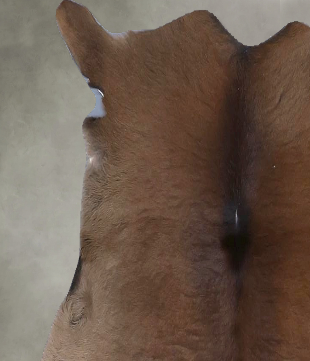 Calfhide Approx 2'x3' #B21499 by Hudson Hides