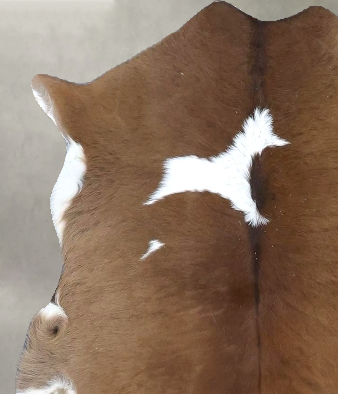 Calfhide Approx 2'x3' #B21507 by Hudson Hides