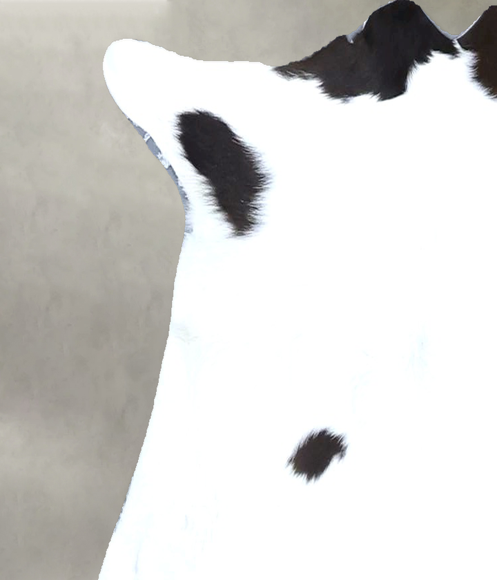 Calfhide Approx 2'x3' #B21634 by Hudson Hides