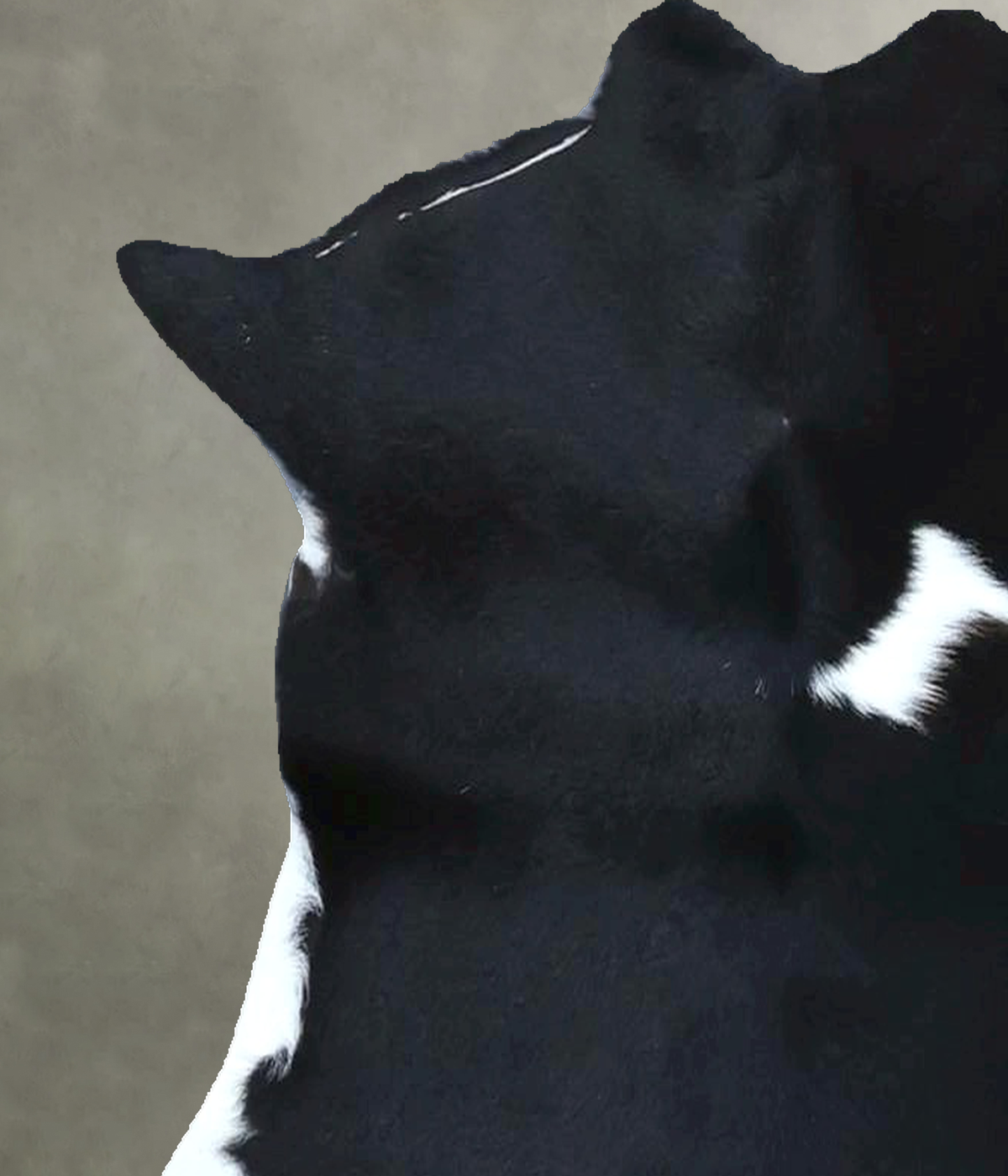 Calfhide Approx 2'x3' #B21862 by Hudson Hides
