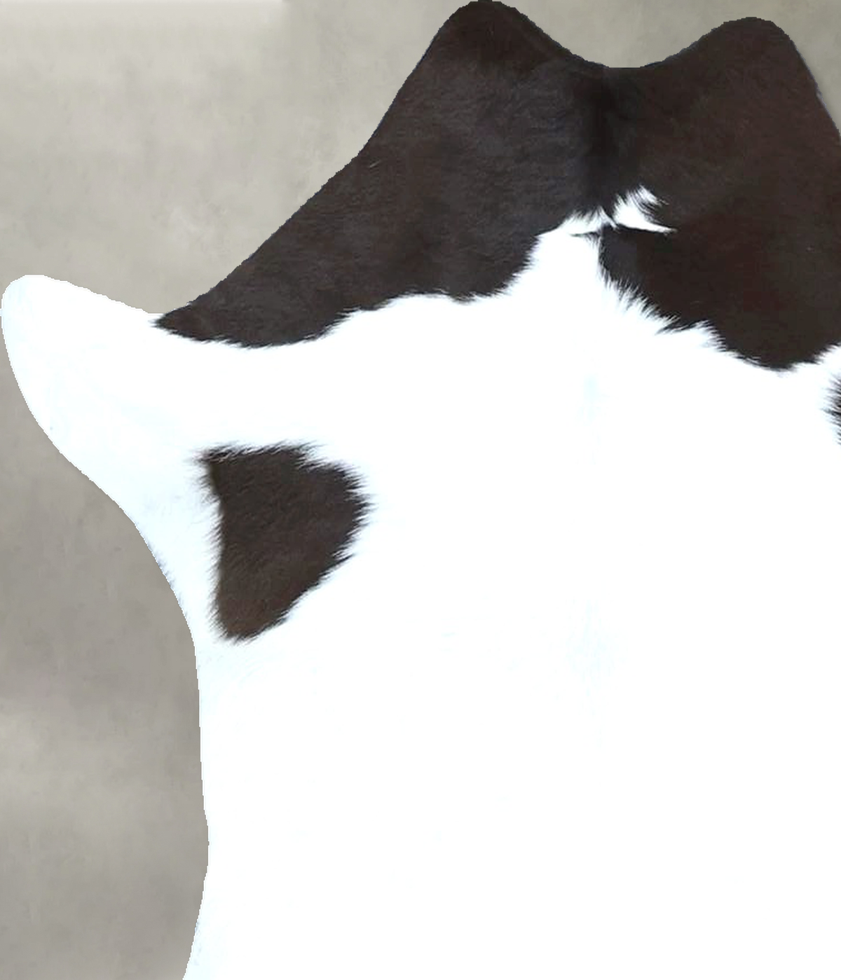 Calfhide Approx 2'x3' #B21872 by Hudson Hides