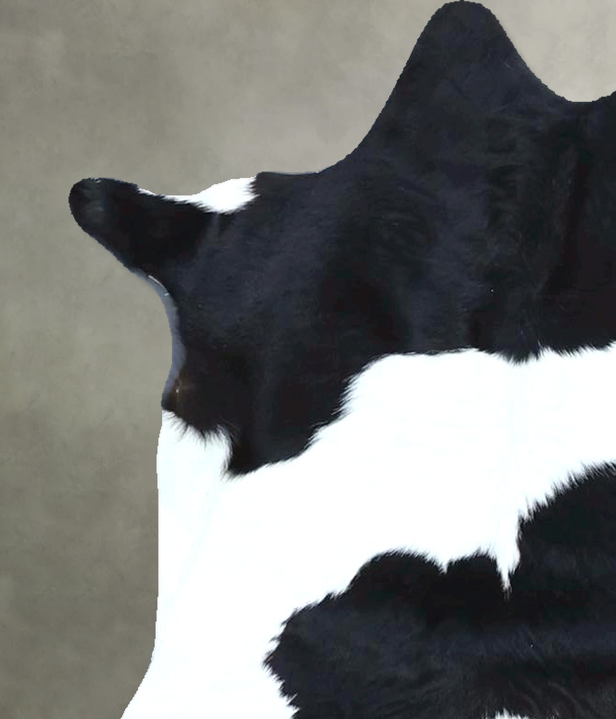 Calfhide Approx 2'x3' #B21878 by Hudson Hides