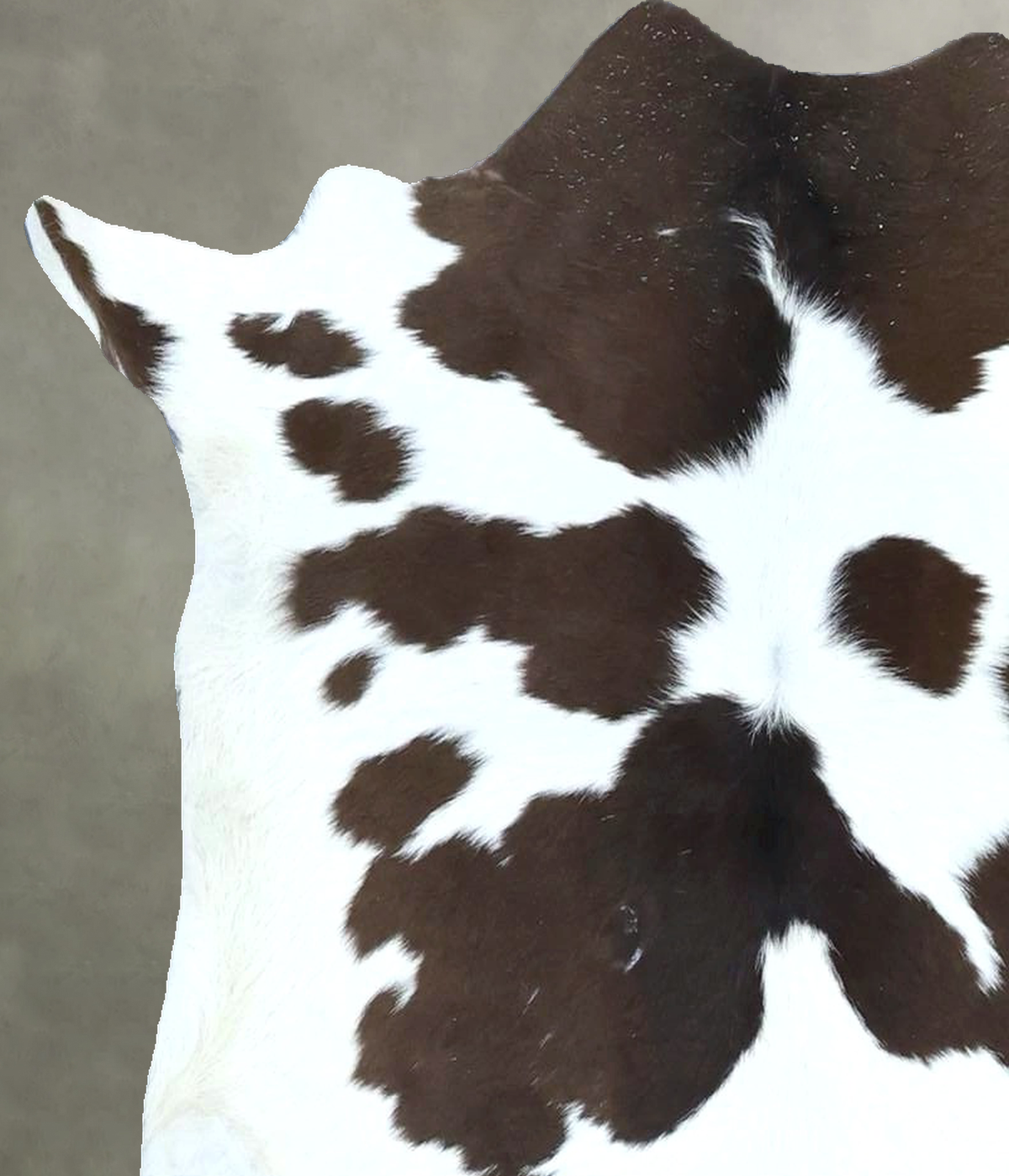 Calfhide Approx 2'x3' #B21898 by Hudson Hides