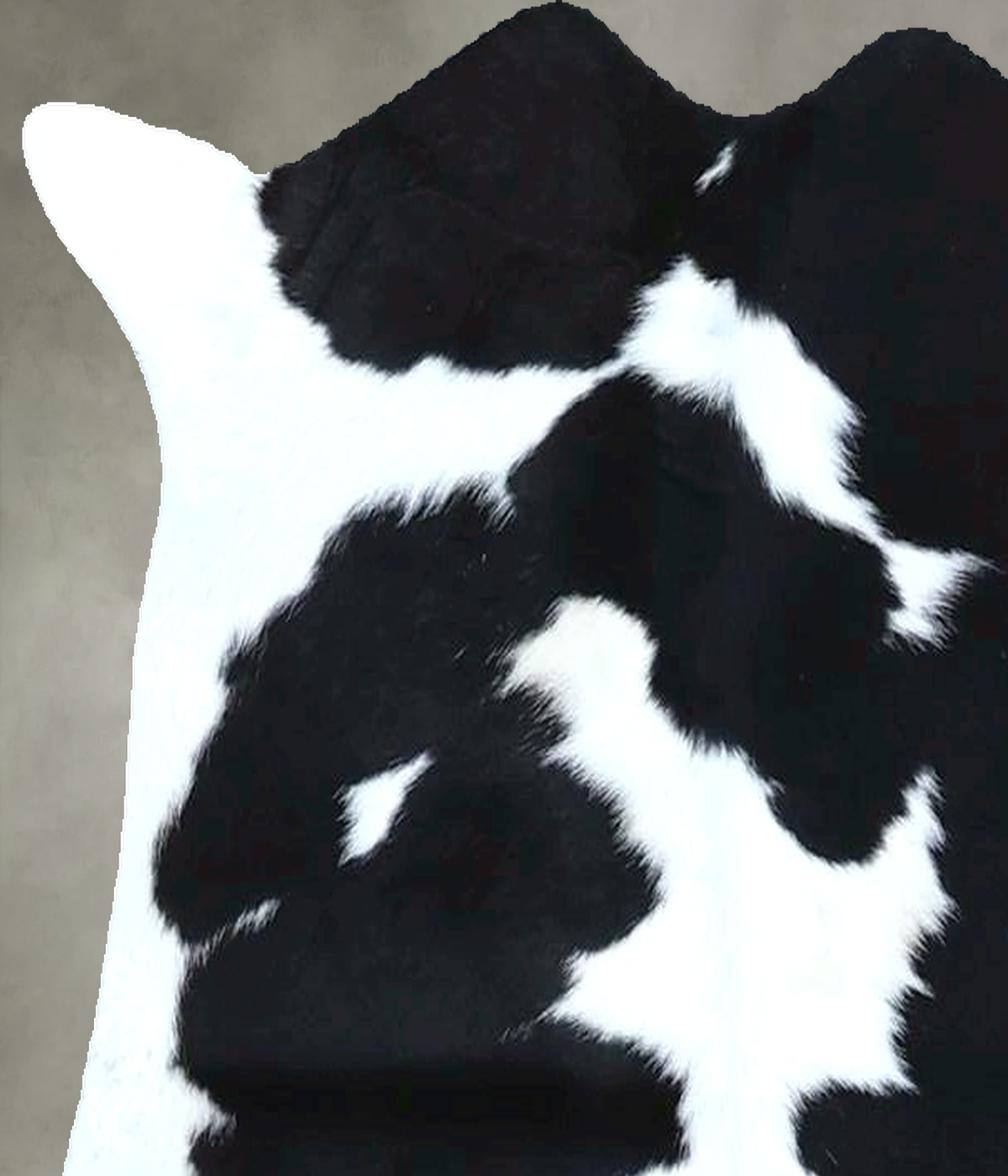 Calfhide Approx 2'x3' #B21908 by Hudson Hides
