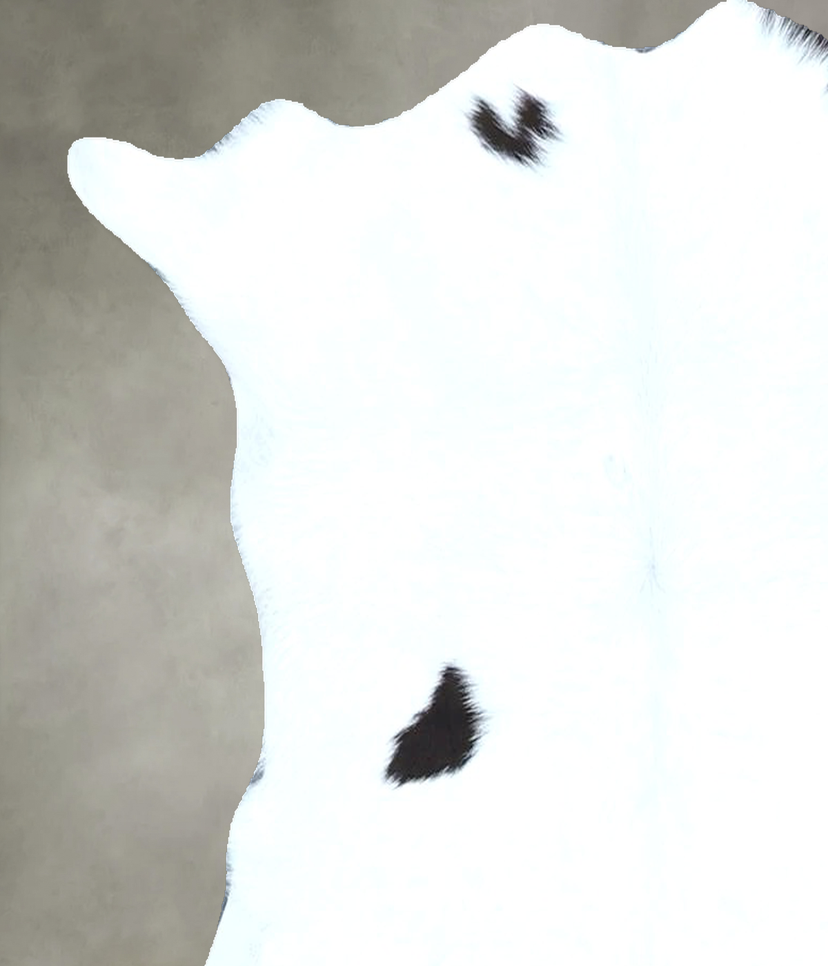 Calfhide Approx 2'x3' #B21943 by Hudson Hides