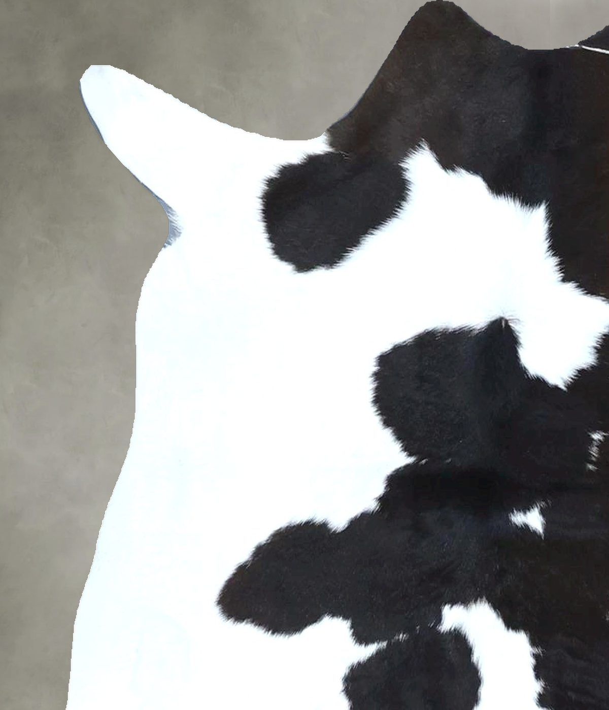 Calfhide Approx 2'x3' #B21948 by Hudson Hides