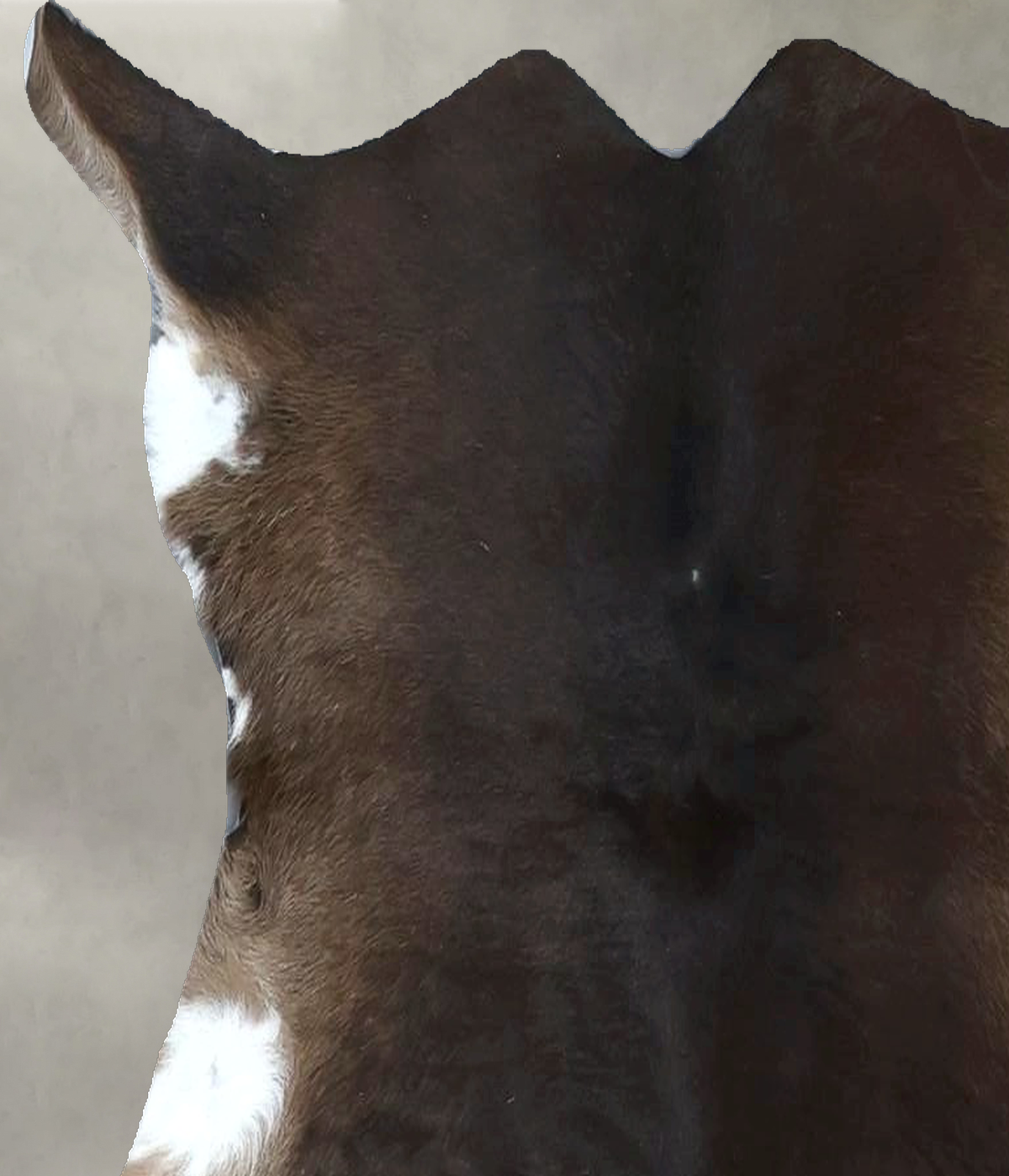 Calfhide Approx 2'x3' #B21991 by Hudson Hides