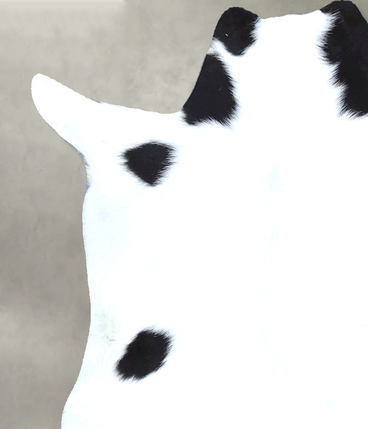 Calfhide Approx 2'x3' #B22109 by Hudson Hides