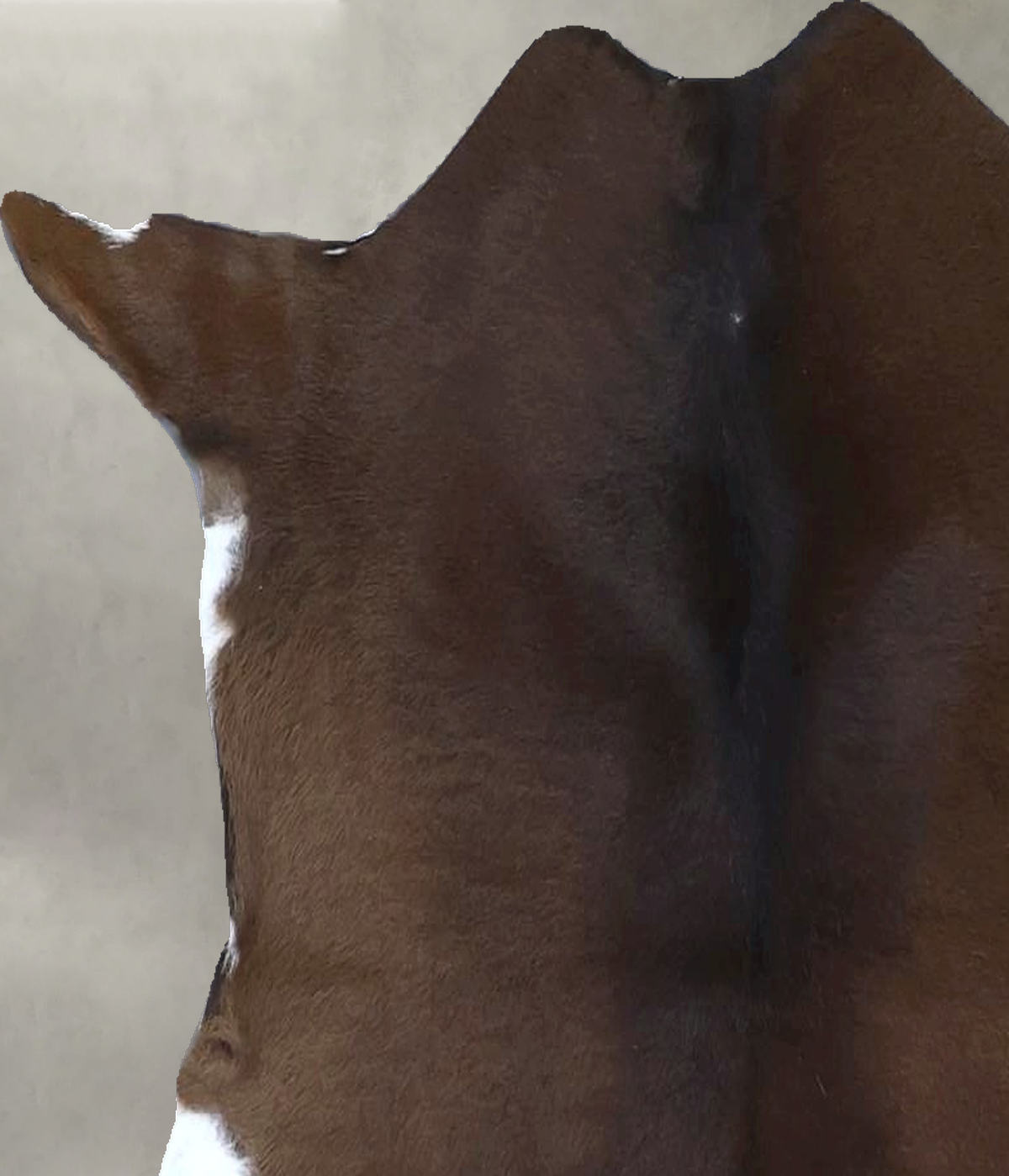 Calfhide Approx 2'x3' #B22110 by Hudson Hides